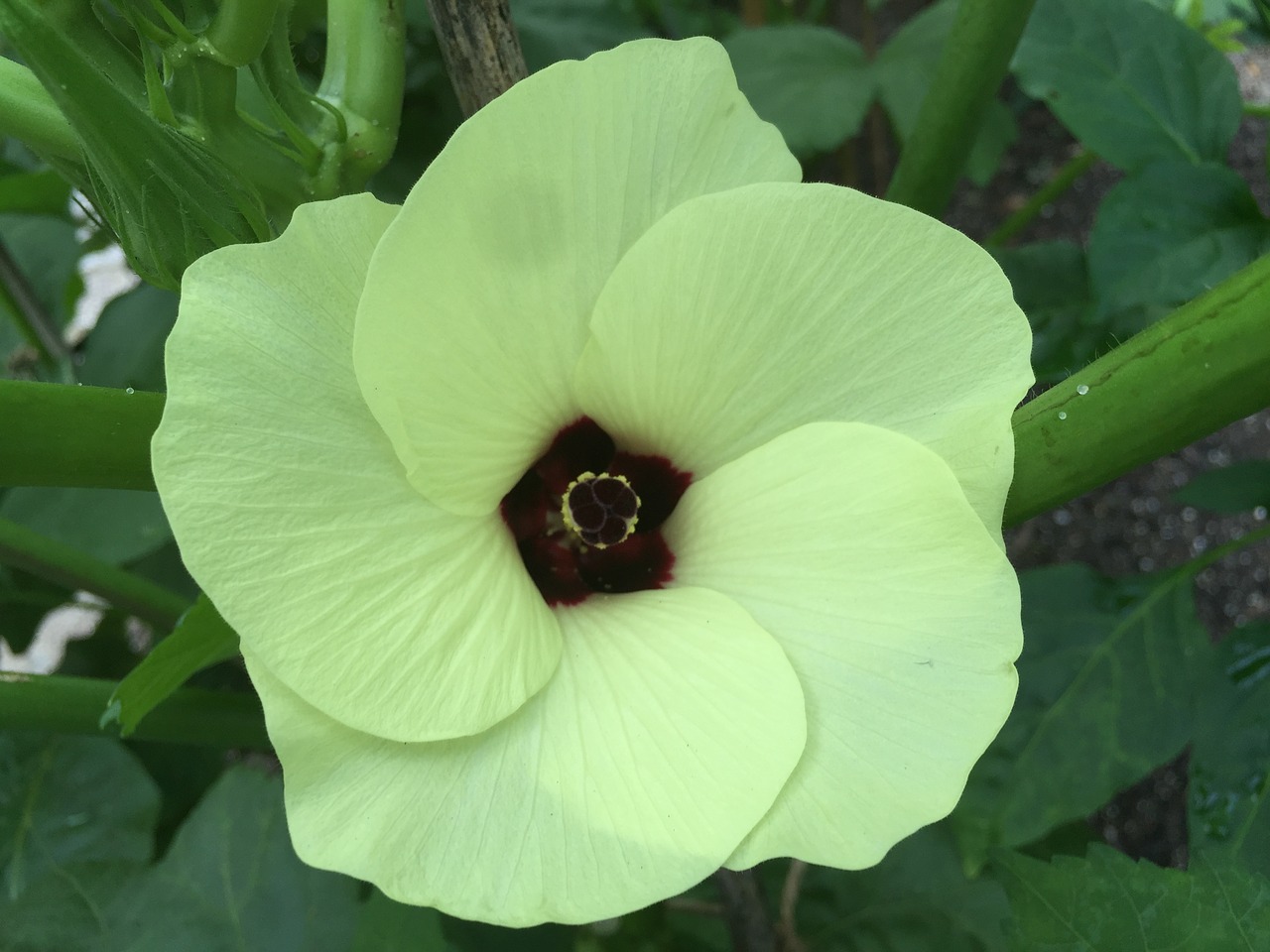 okra blossom vegetable free photo