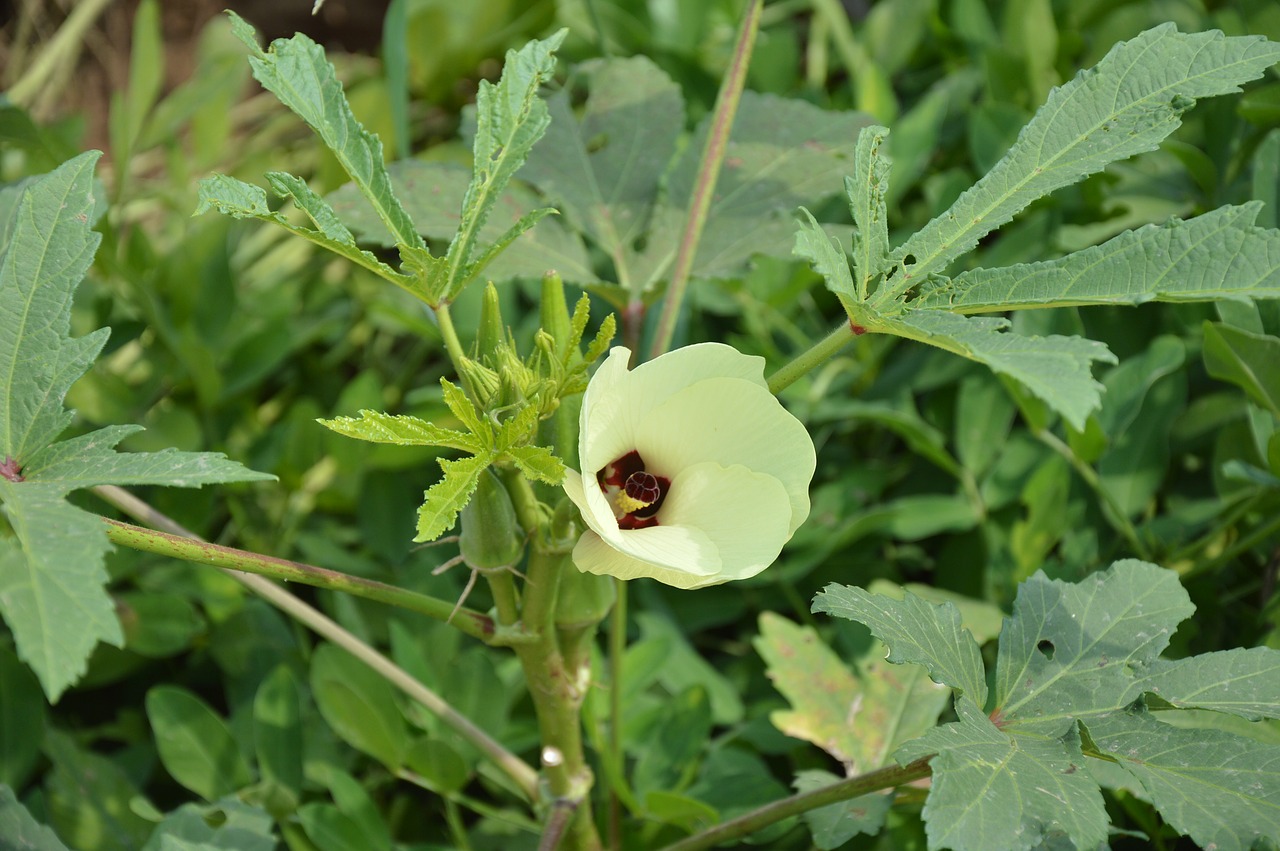 okra flower garden free photo