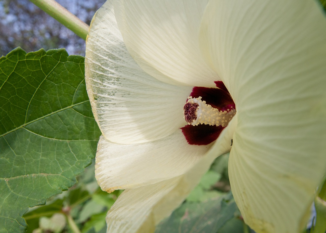 okra flower bloom free photo