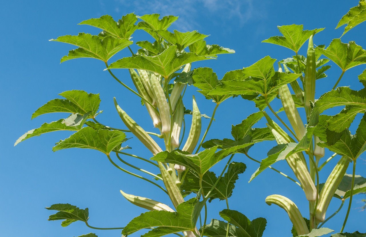 okra plant fruit free photo