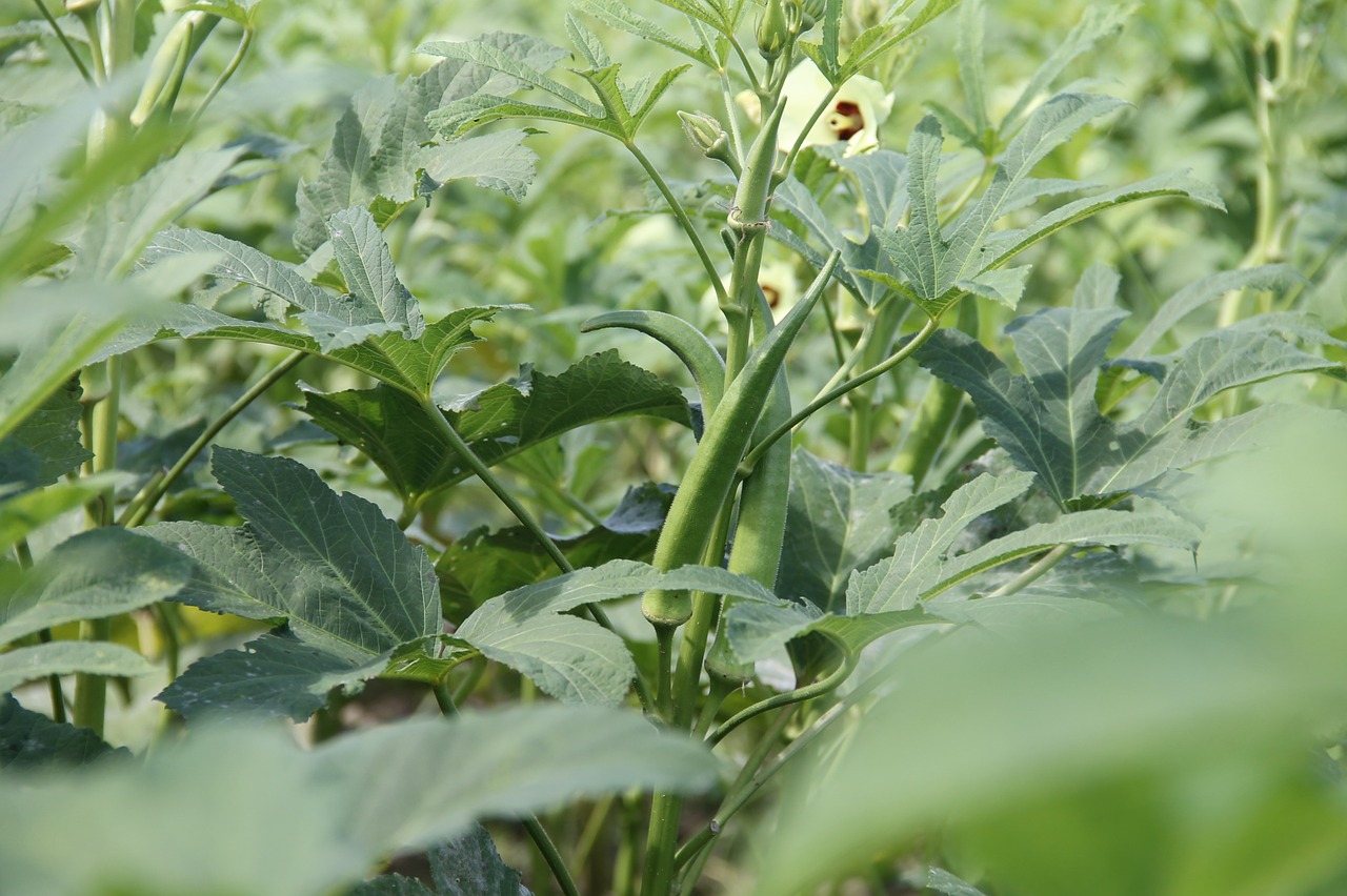 okra plant vegetable free photo