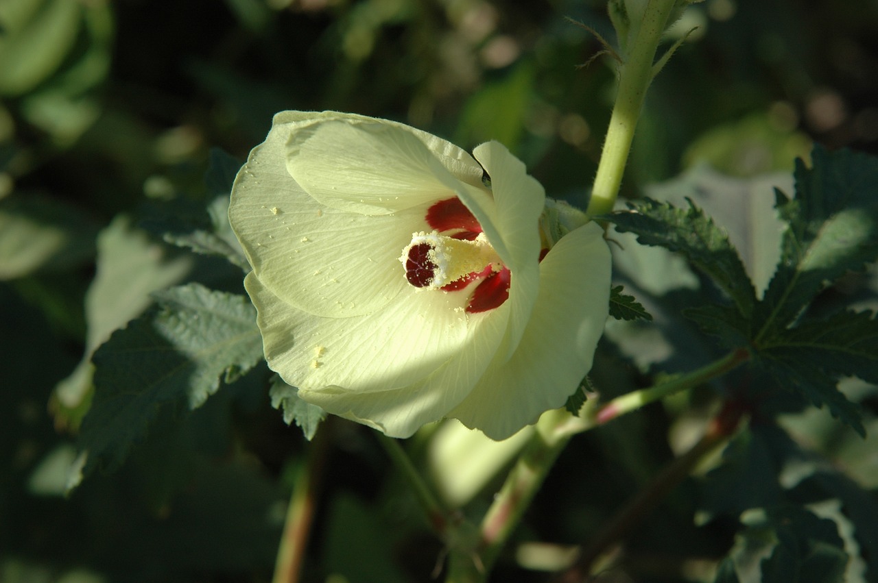 okra vegetables flowers natural free photo