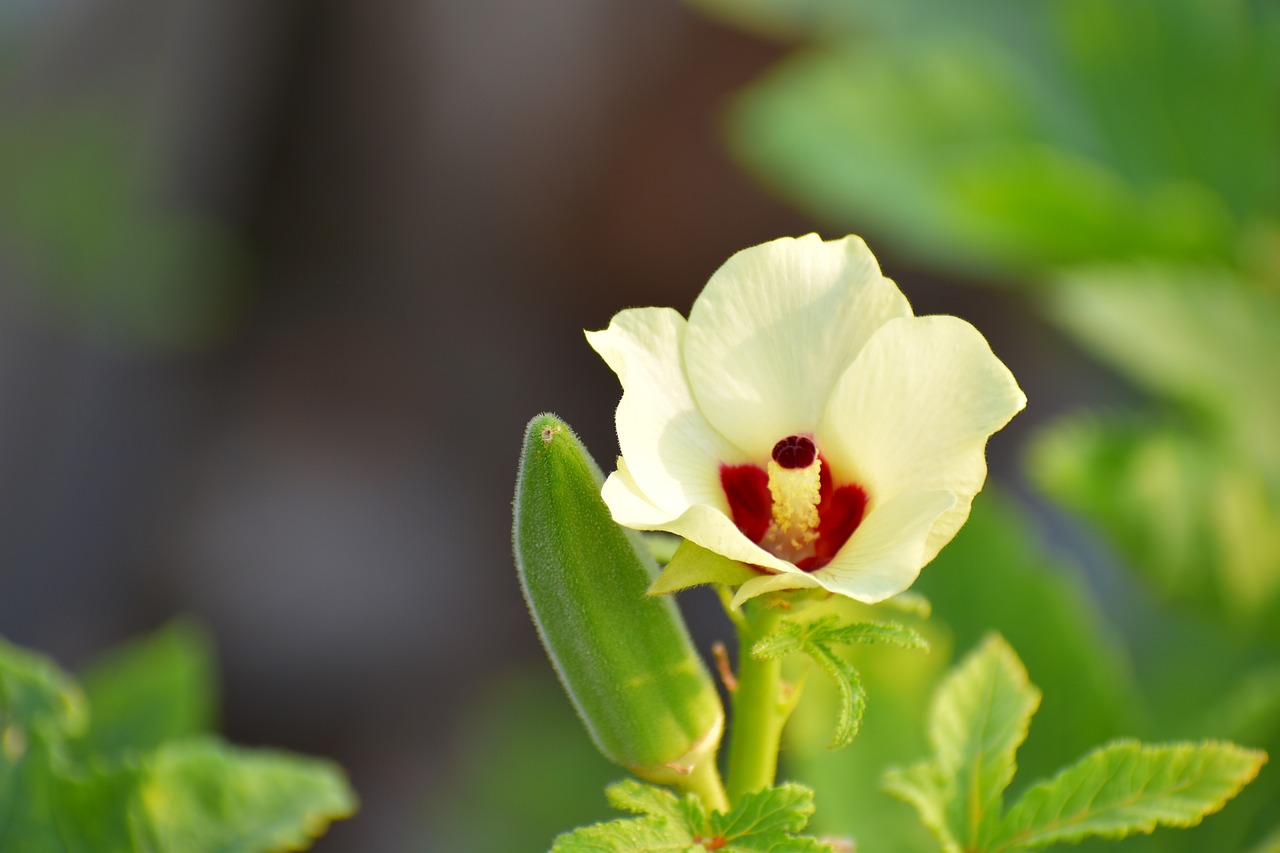 okra flower lady finger plants free photo