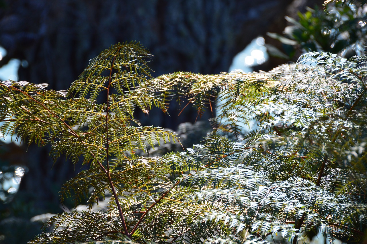 okura reserve  water  seaview free photo