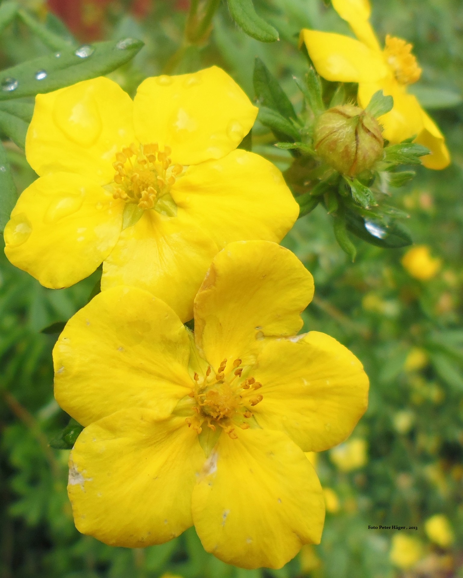 yellow flowers dasiphora fruticosa free photo