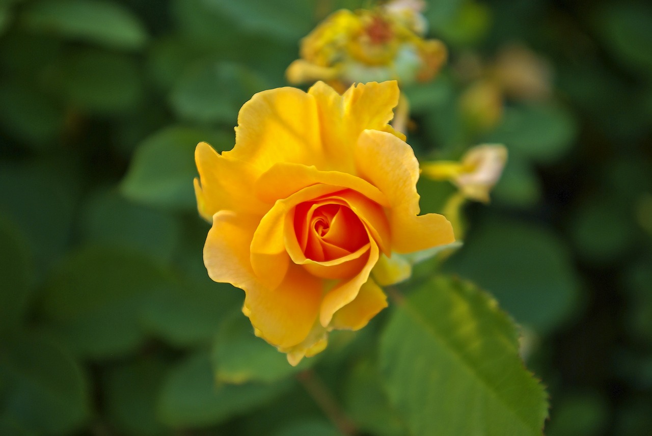 olbrich yellow rose  rose  flower free photo