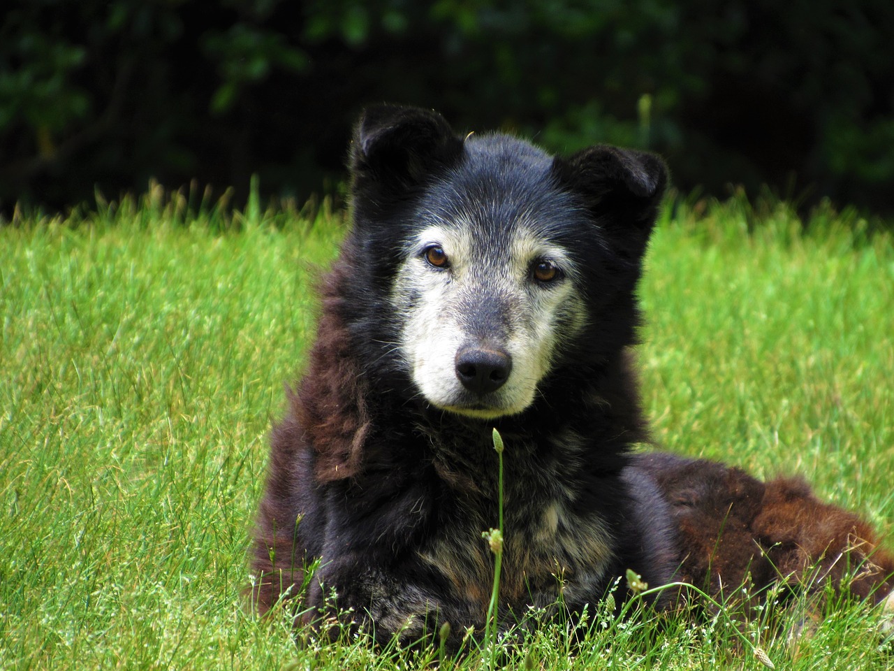 old dog canine free photo