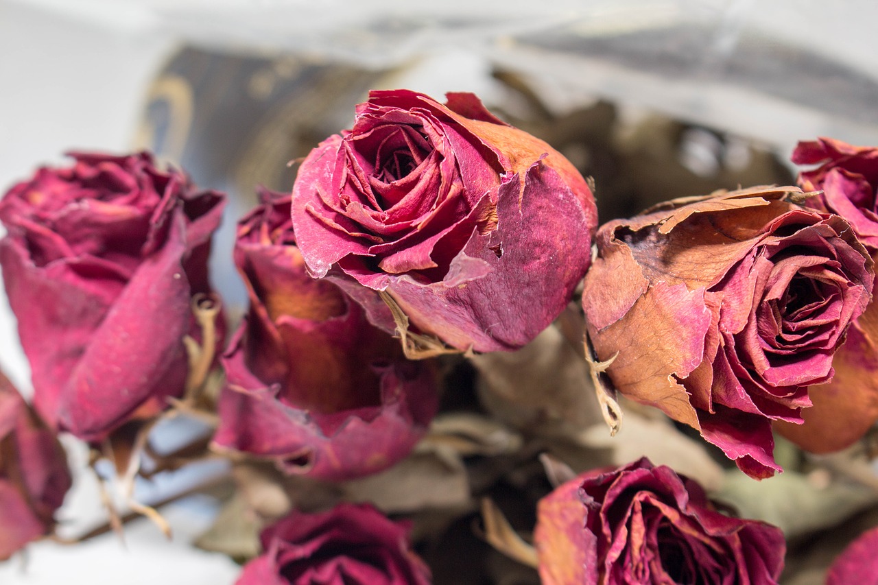 old red roses free photo