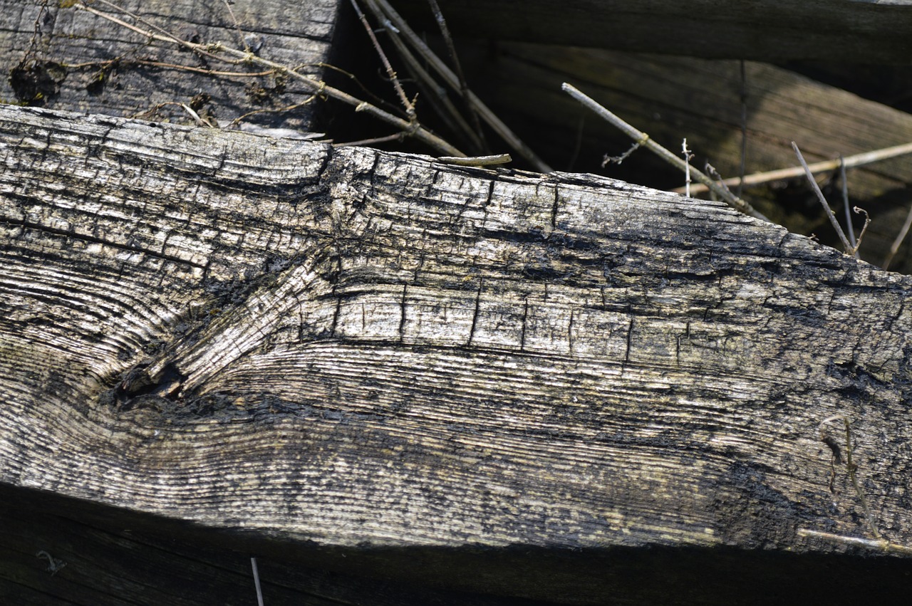 old  log  wood free photo