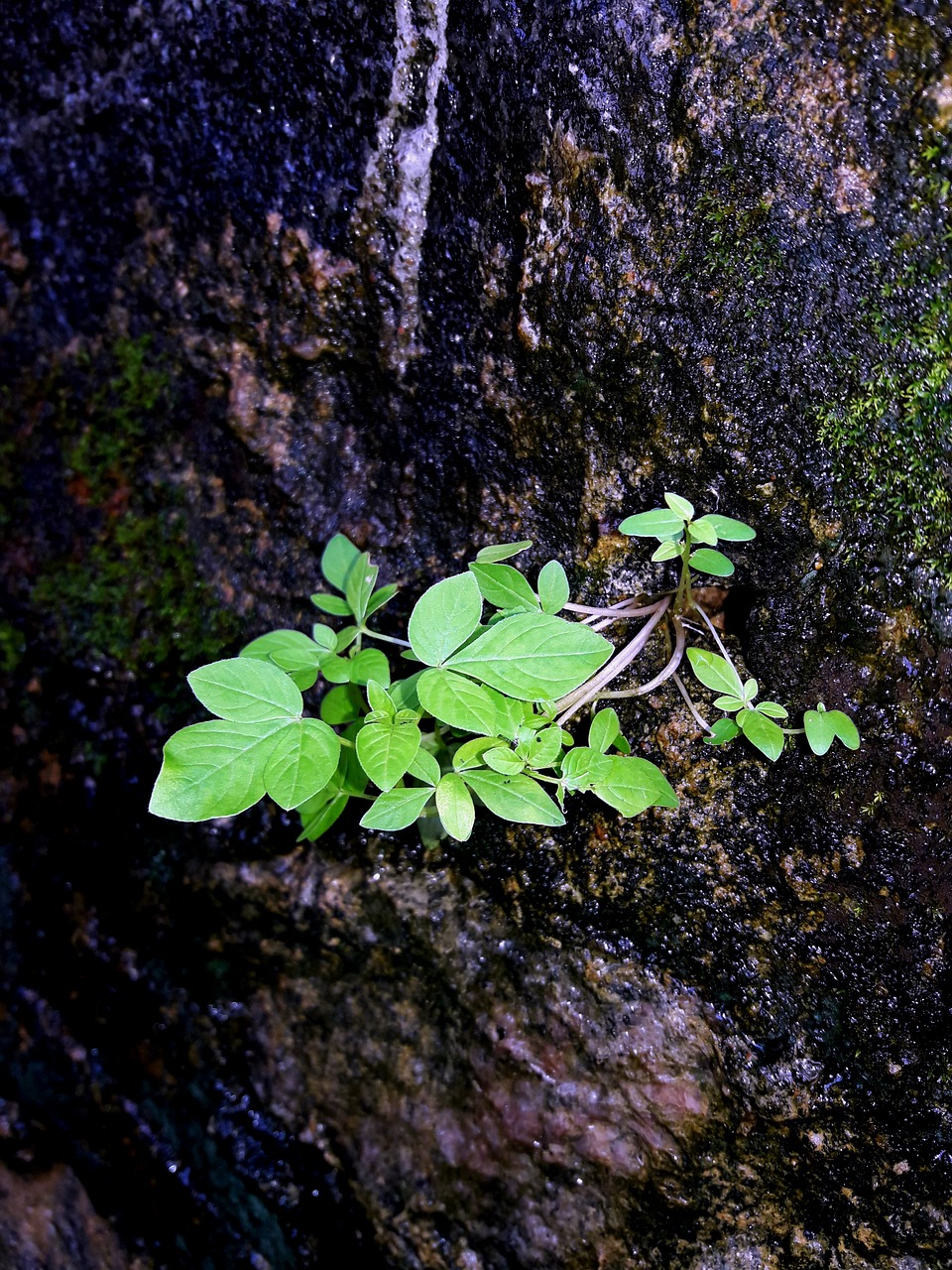 old  brick  wall free photo