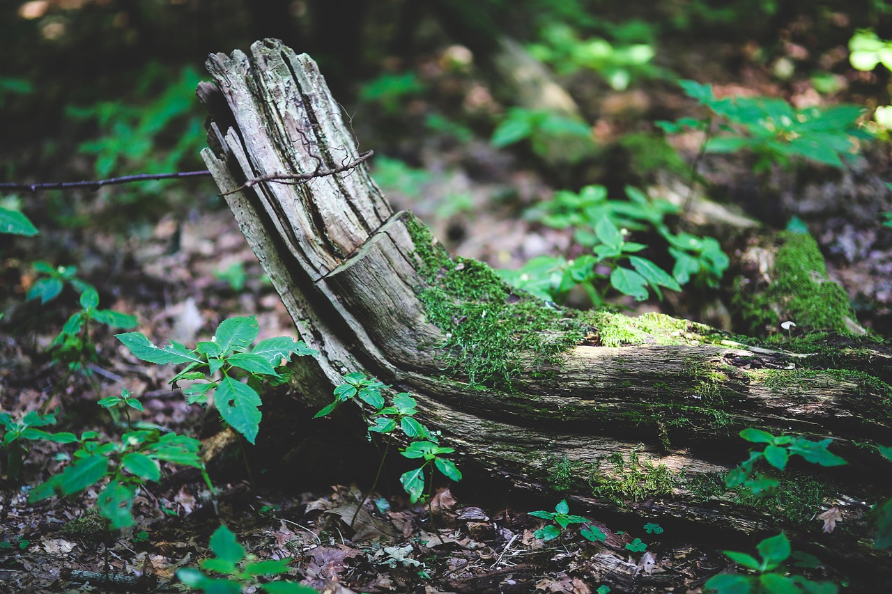 old bough branch free photo