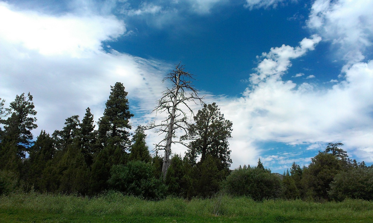 wilderness tree green free photo