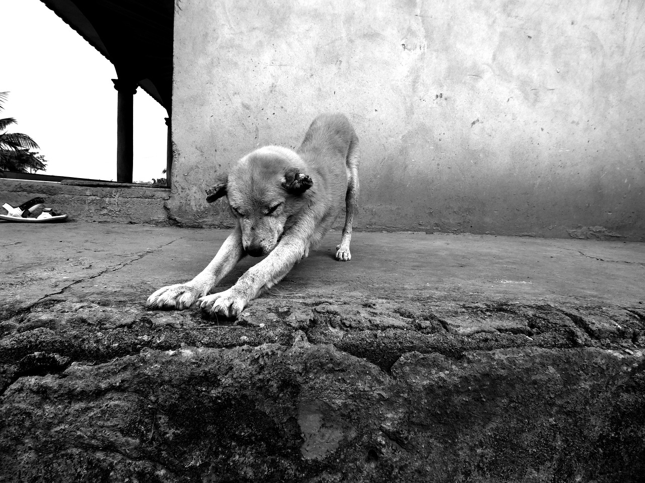 old age dog doggie free photo