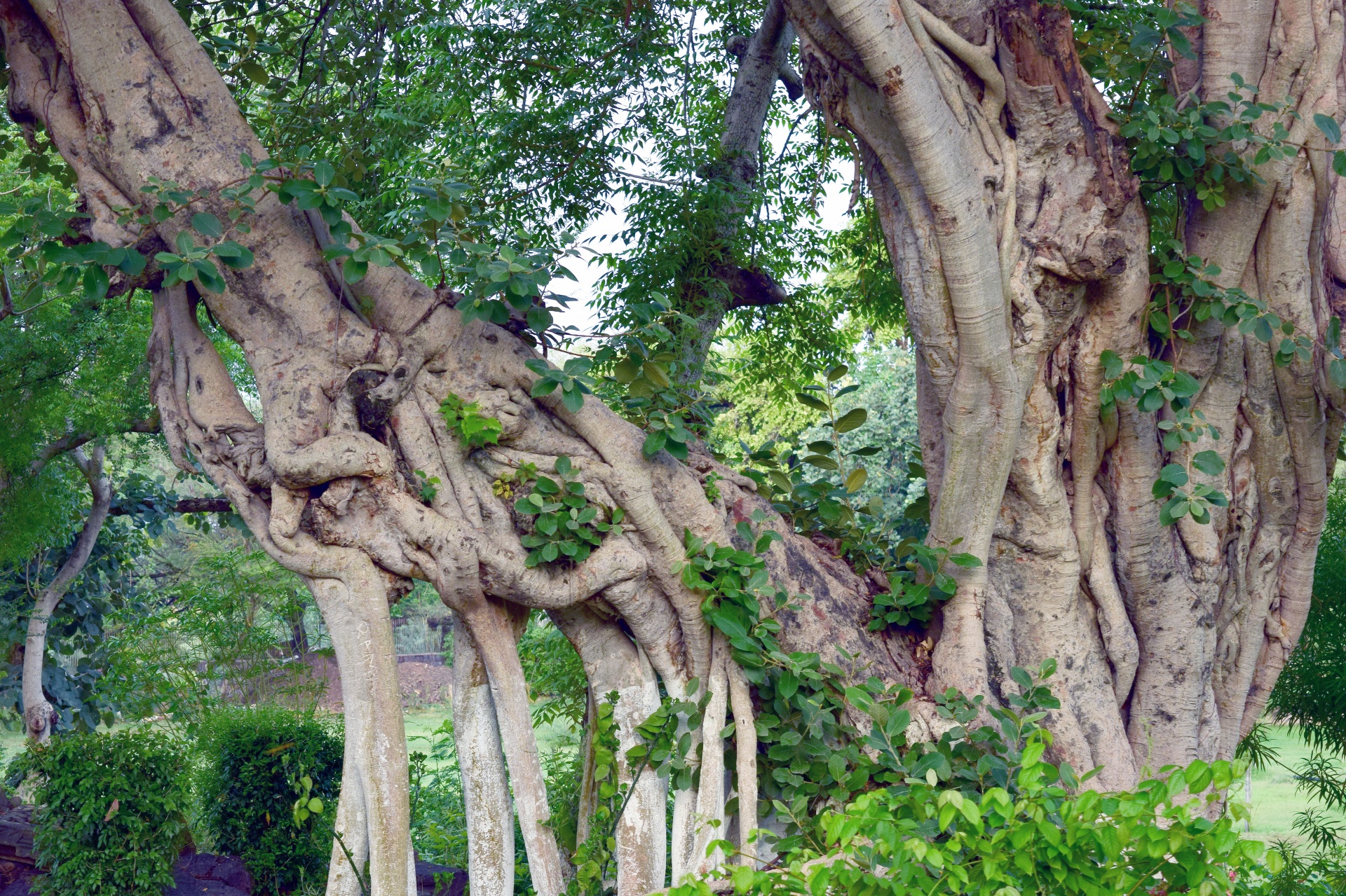 old tree trunk free photo