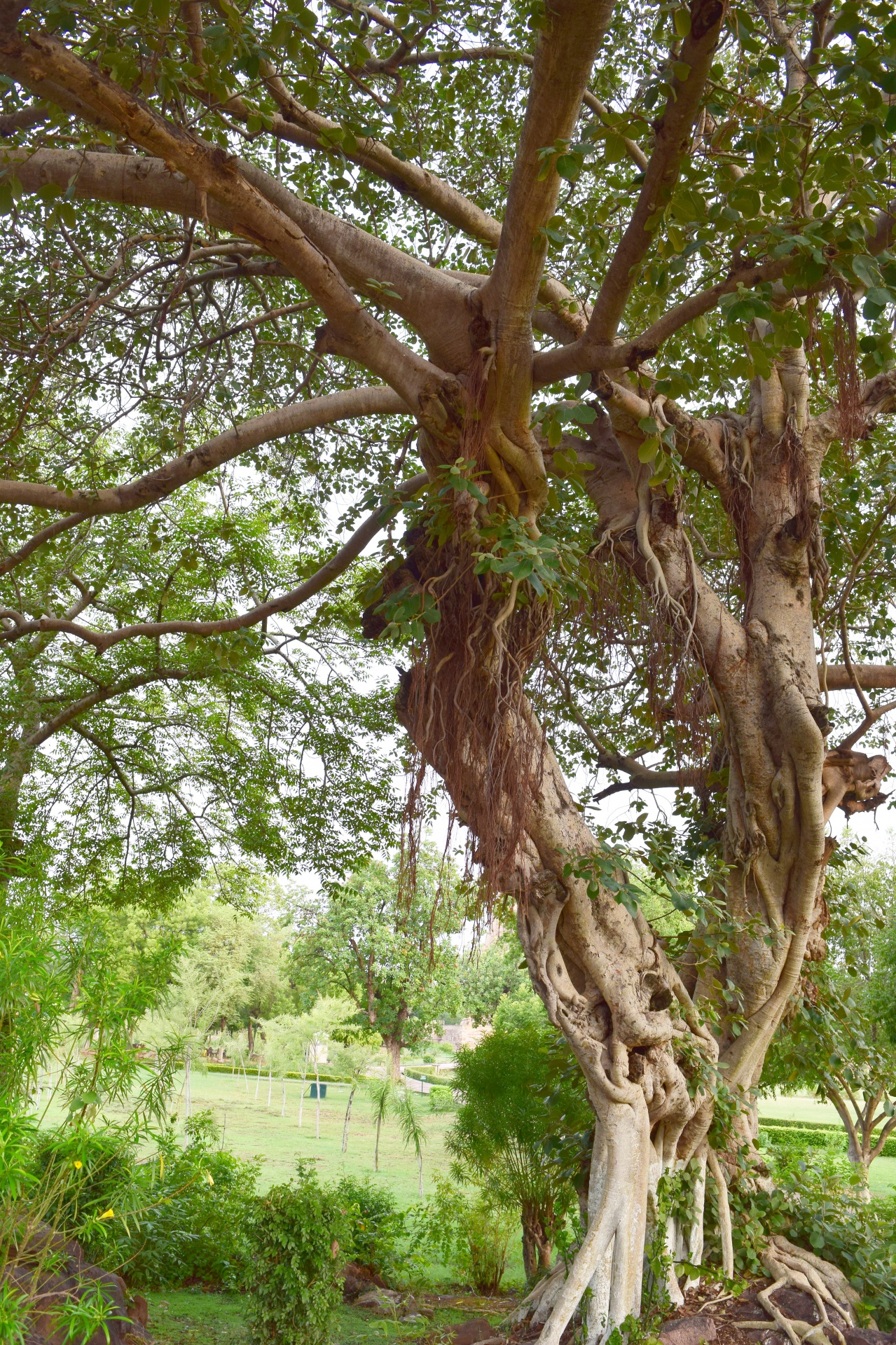 old tree trunk free photo