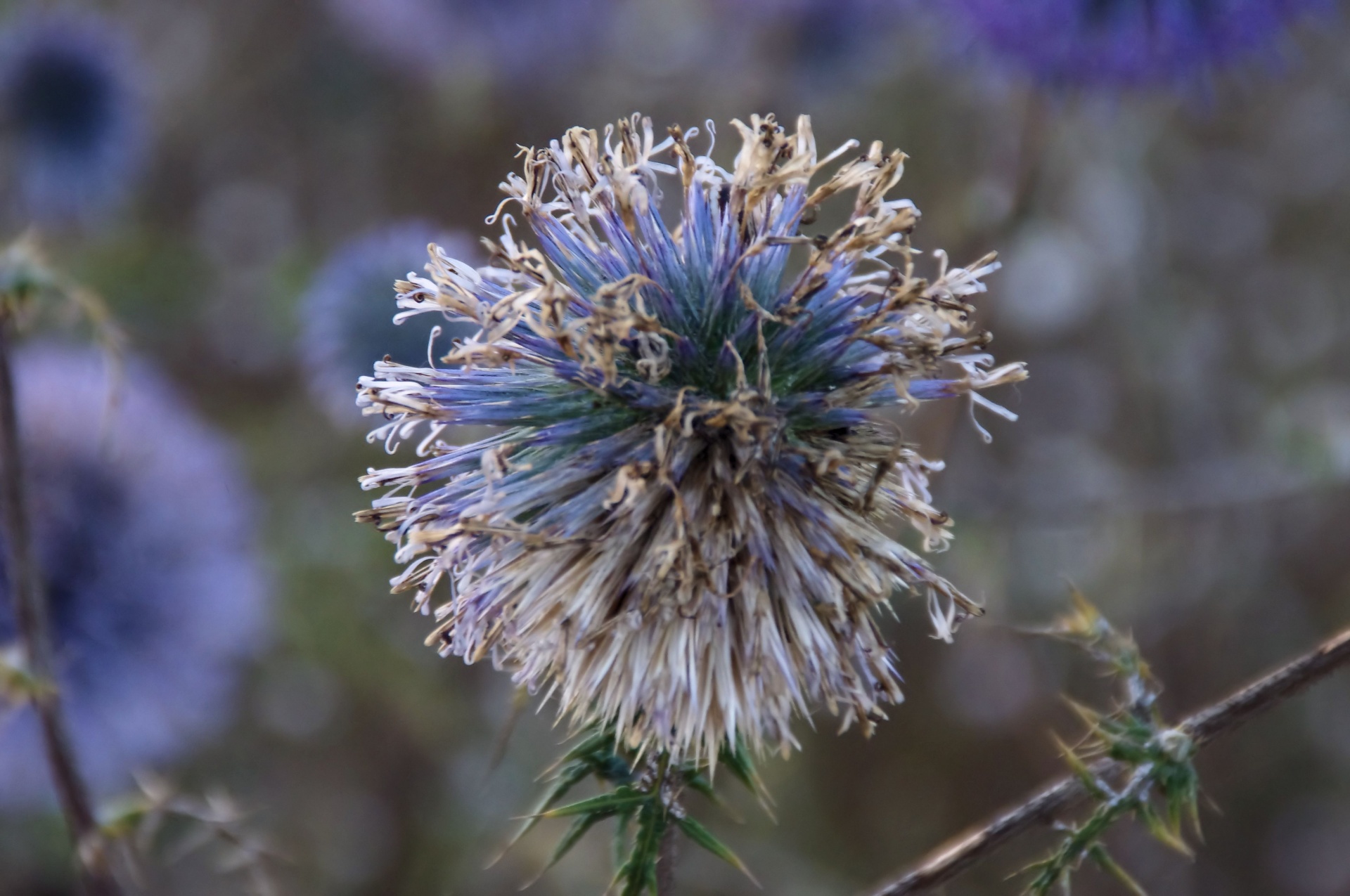 old blue thistle free photo