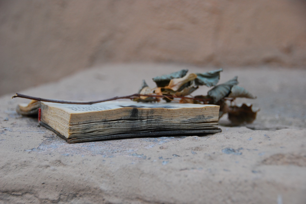 old book dry twig extra things free photo