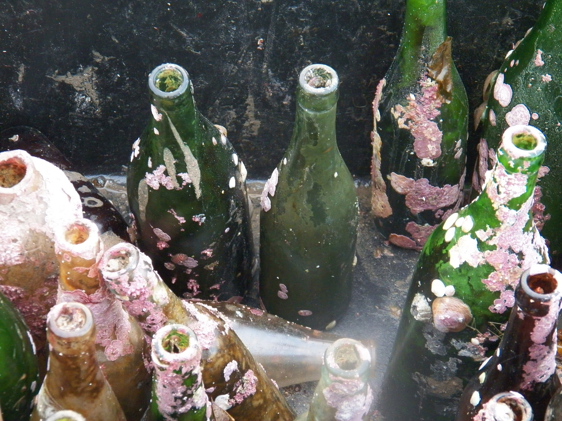 bottles old bottles under water free photo