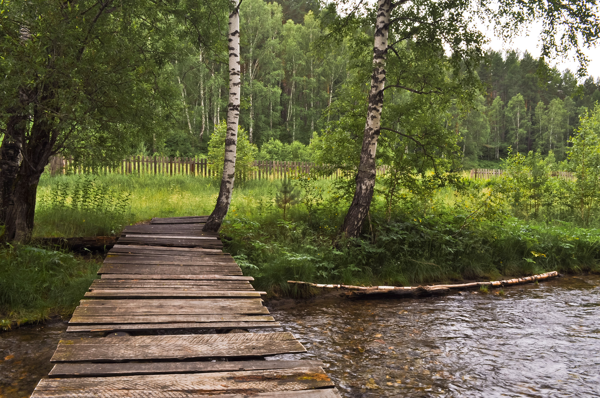 forest nature bridge free photo