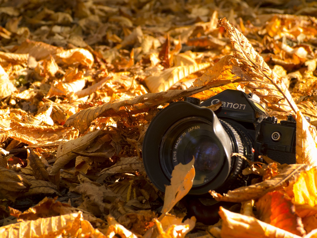 old camera autumn leaves free photo