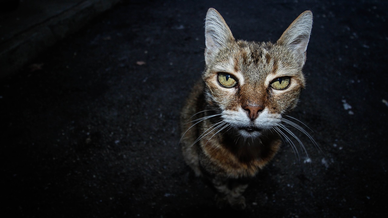 old cat domestic pet free photo