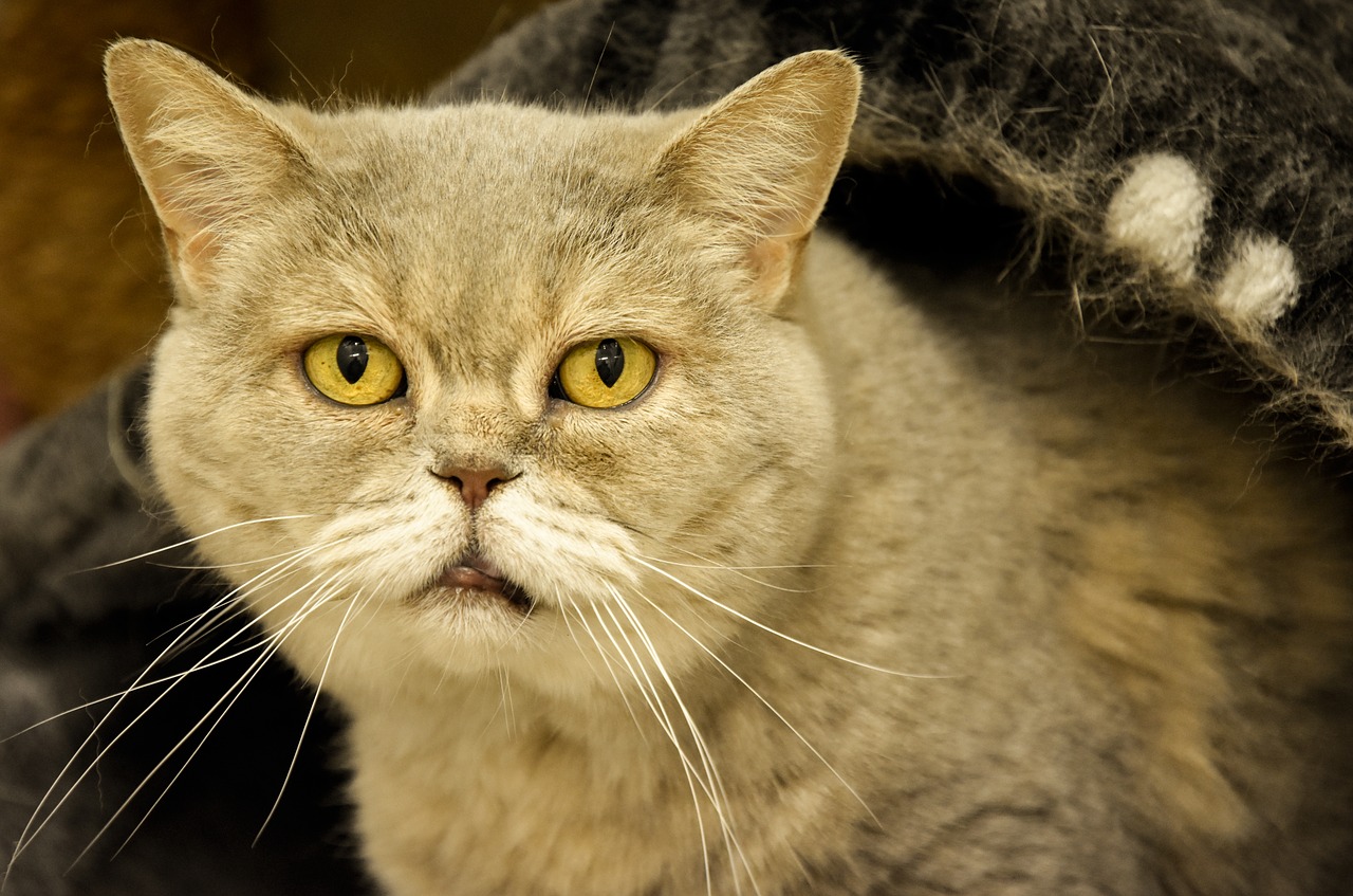 old cat british shorthair animal shelter free photo