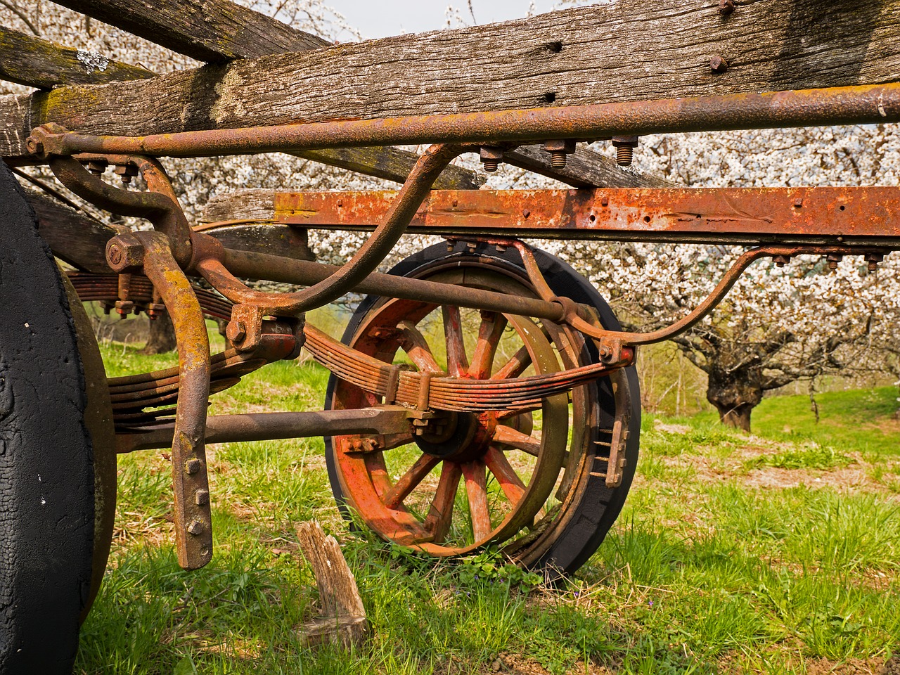 old cherry trees  dare  agriculture free photo