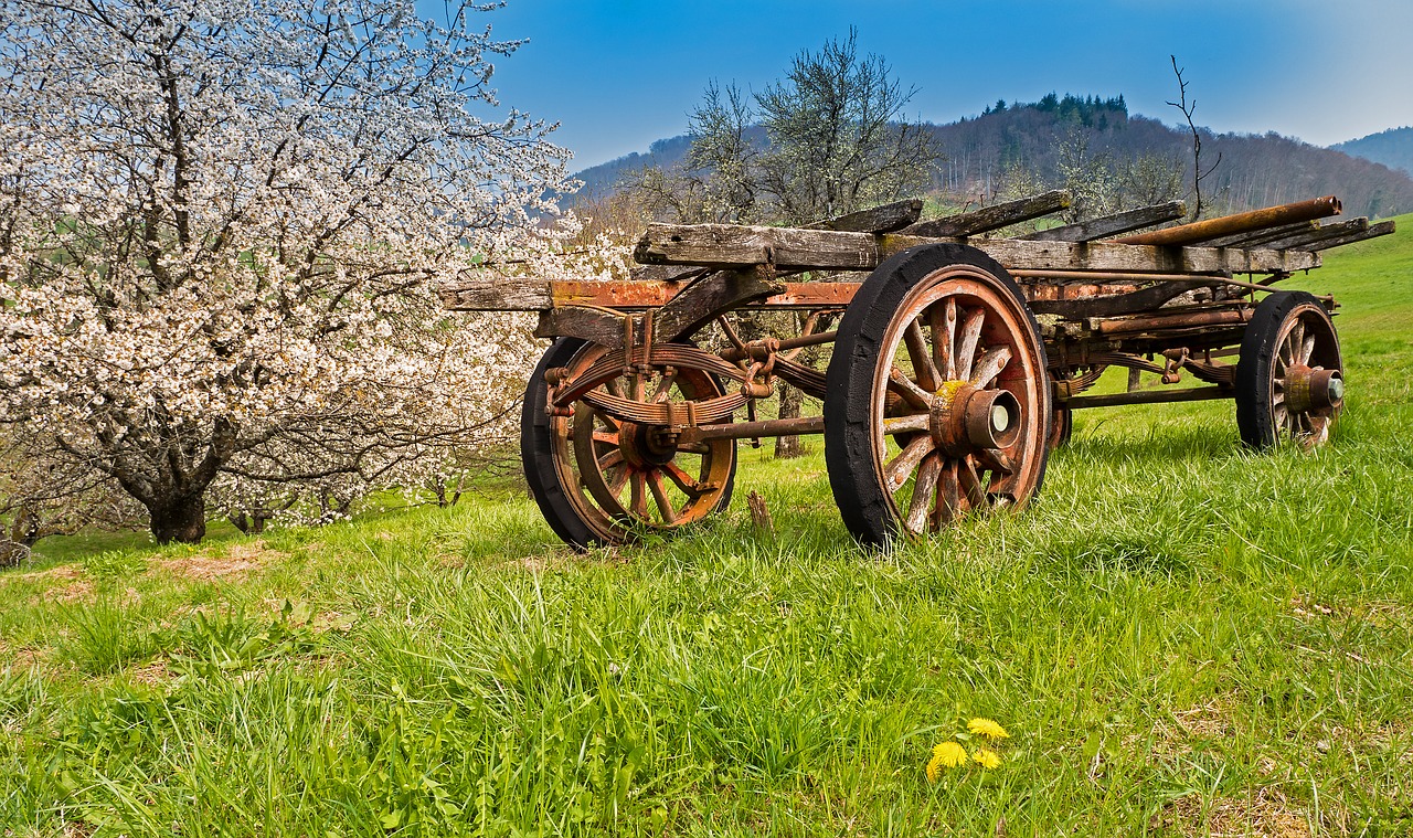 old cherry trees  dare  agriculture free photo