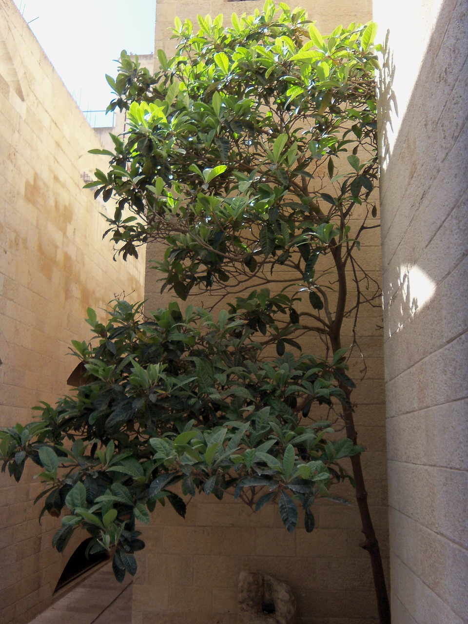 old city jerusalem tree free photo