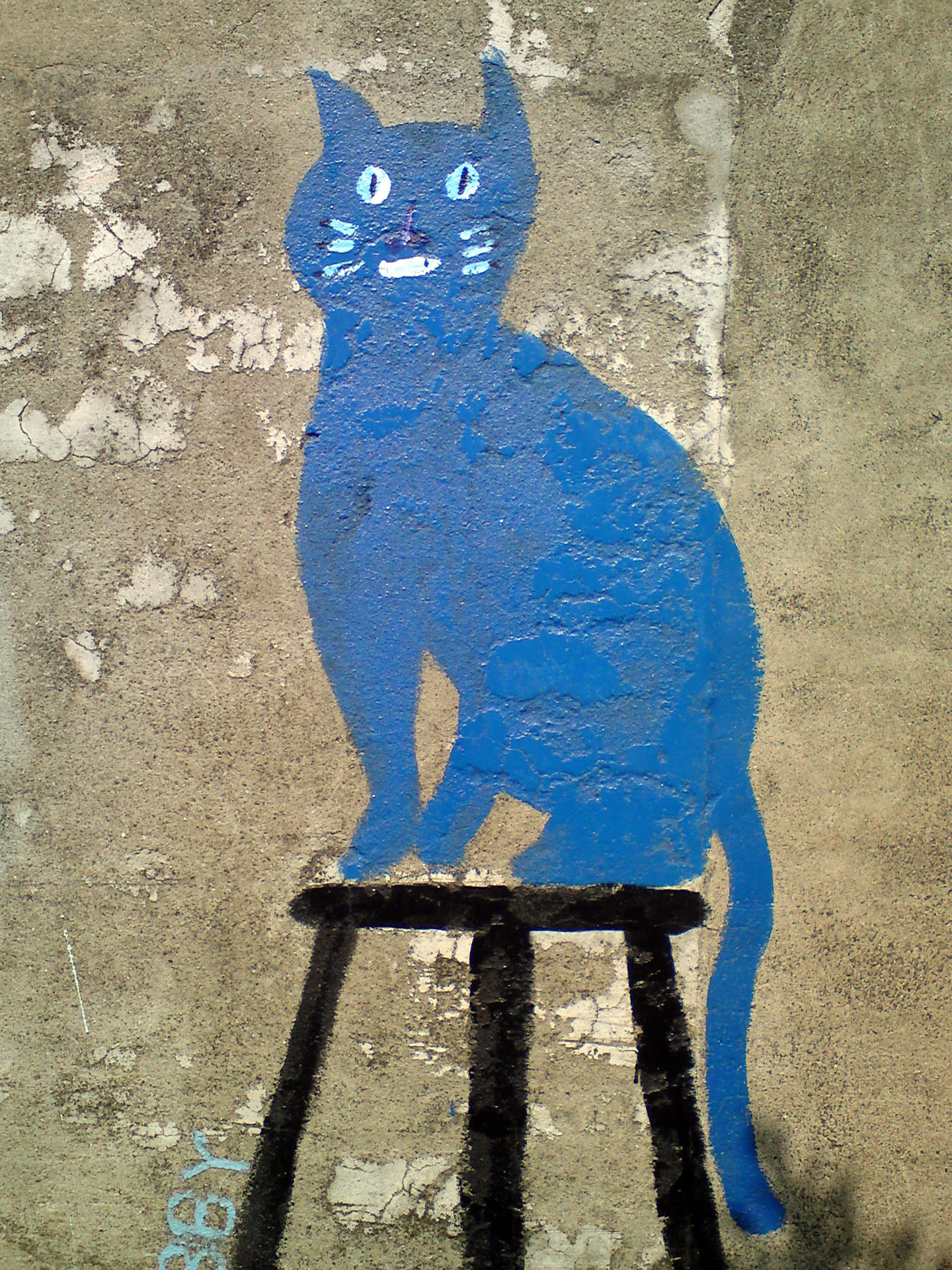 blue cat community free photo