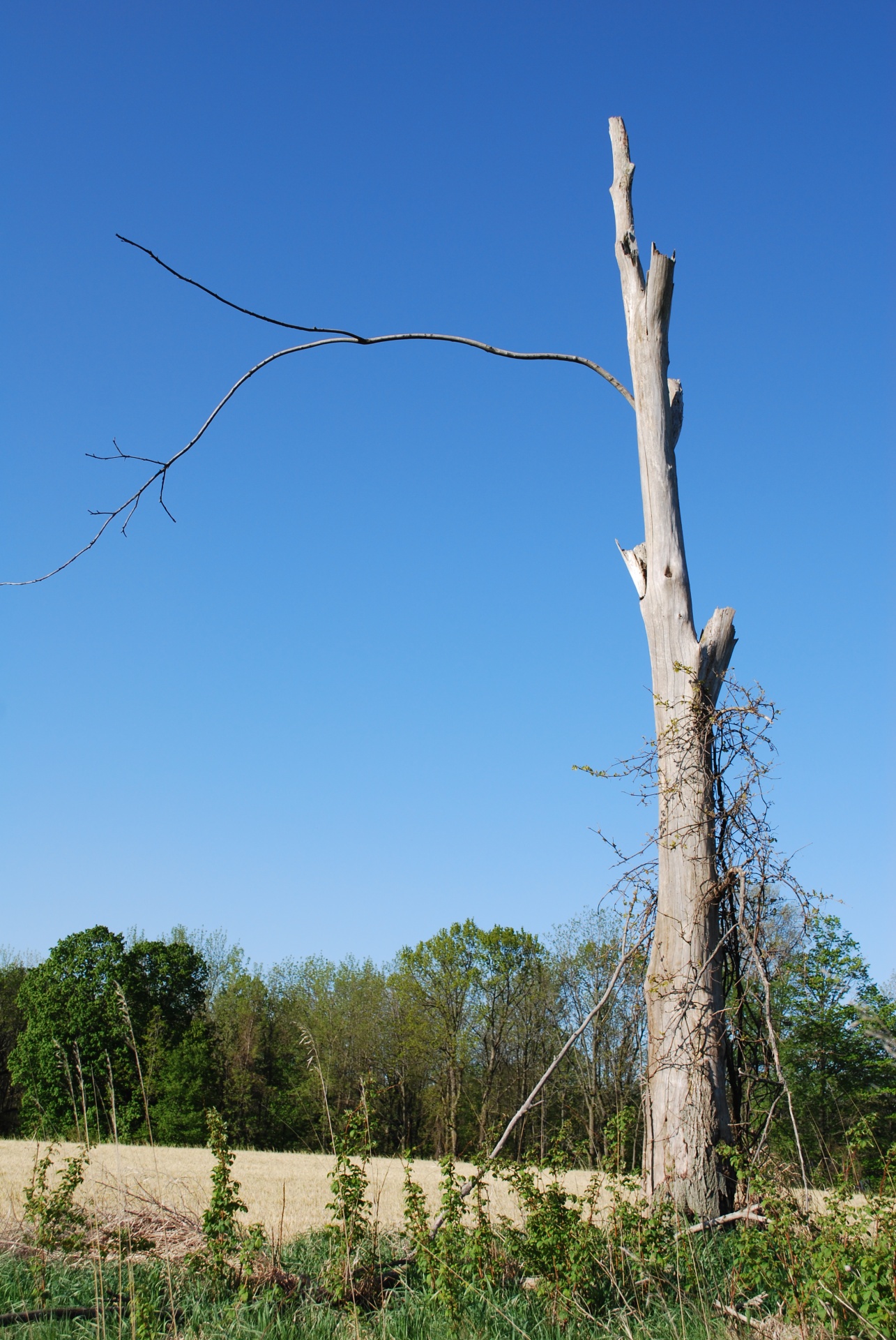 tree dead old free photo