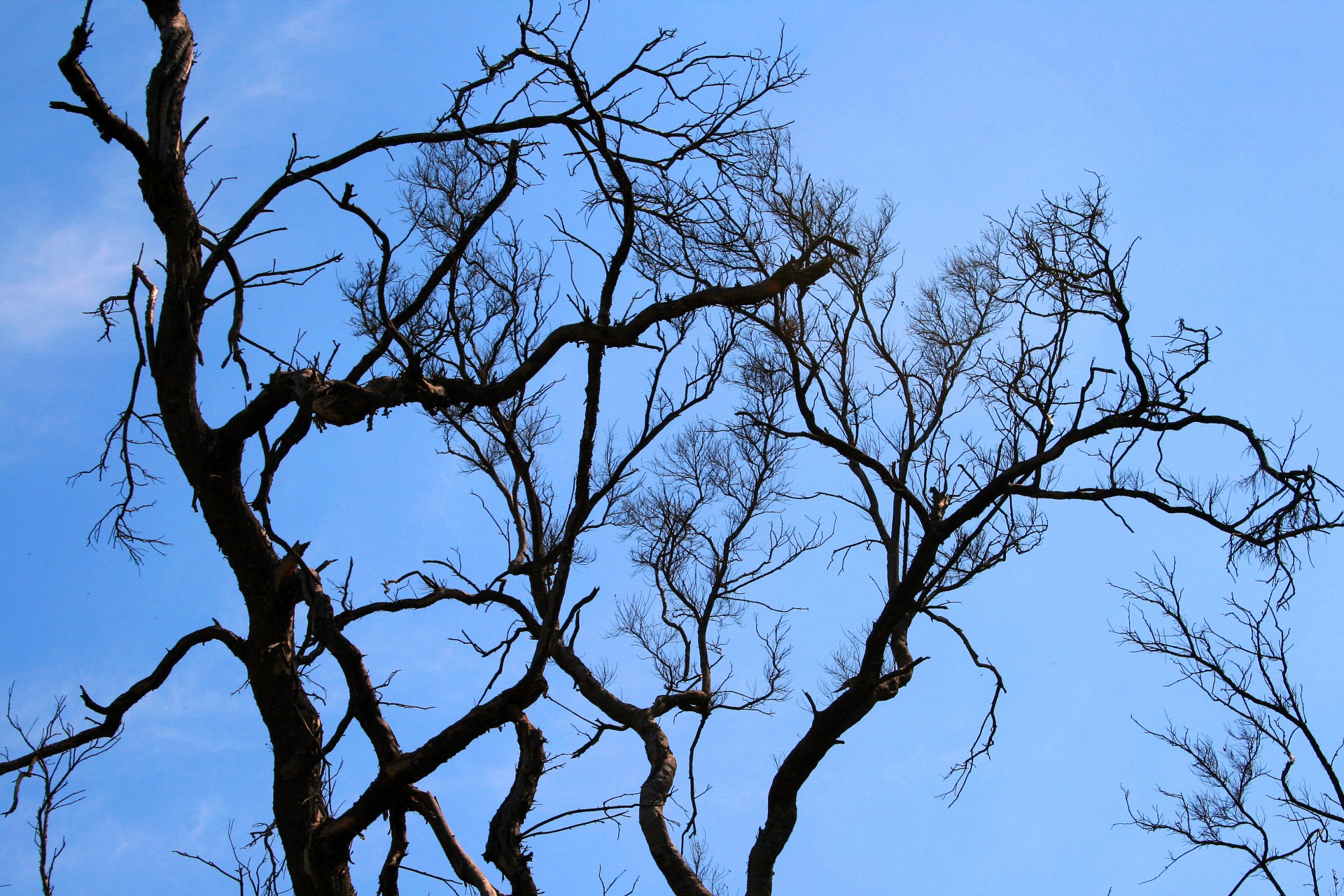 sky blue tree free photo