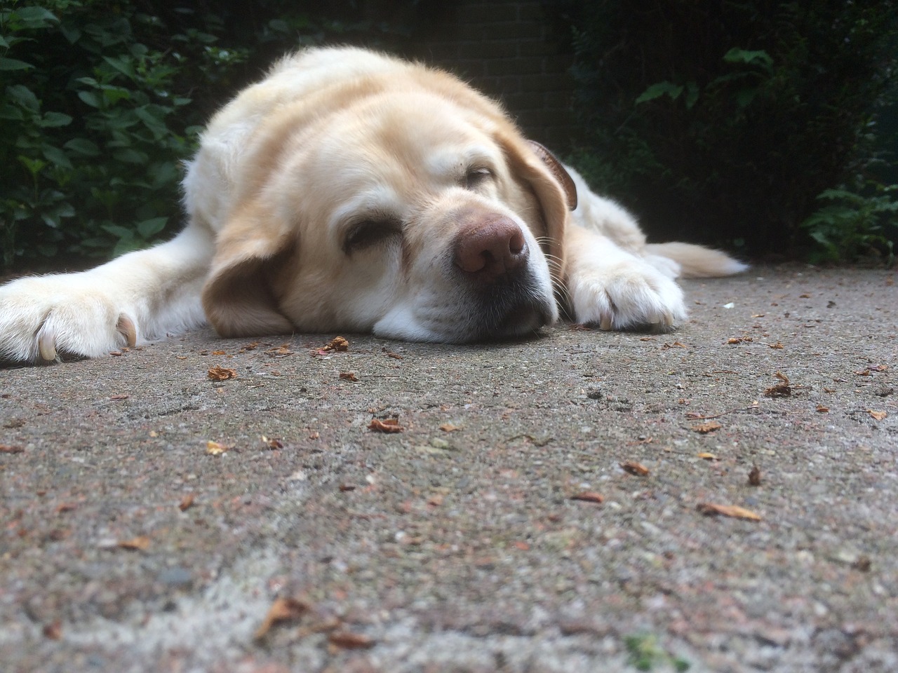 old dog labrador retriever free photo