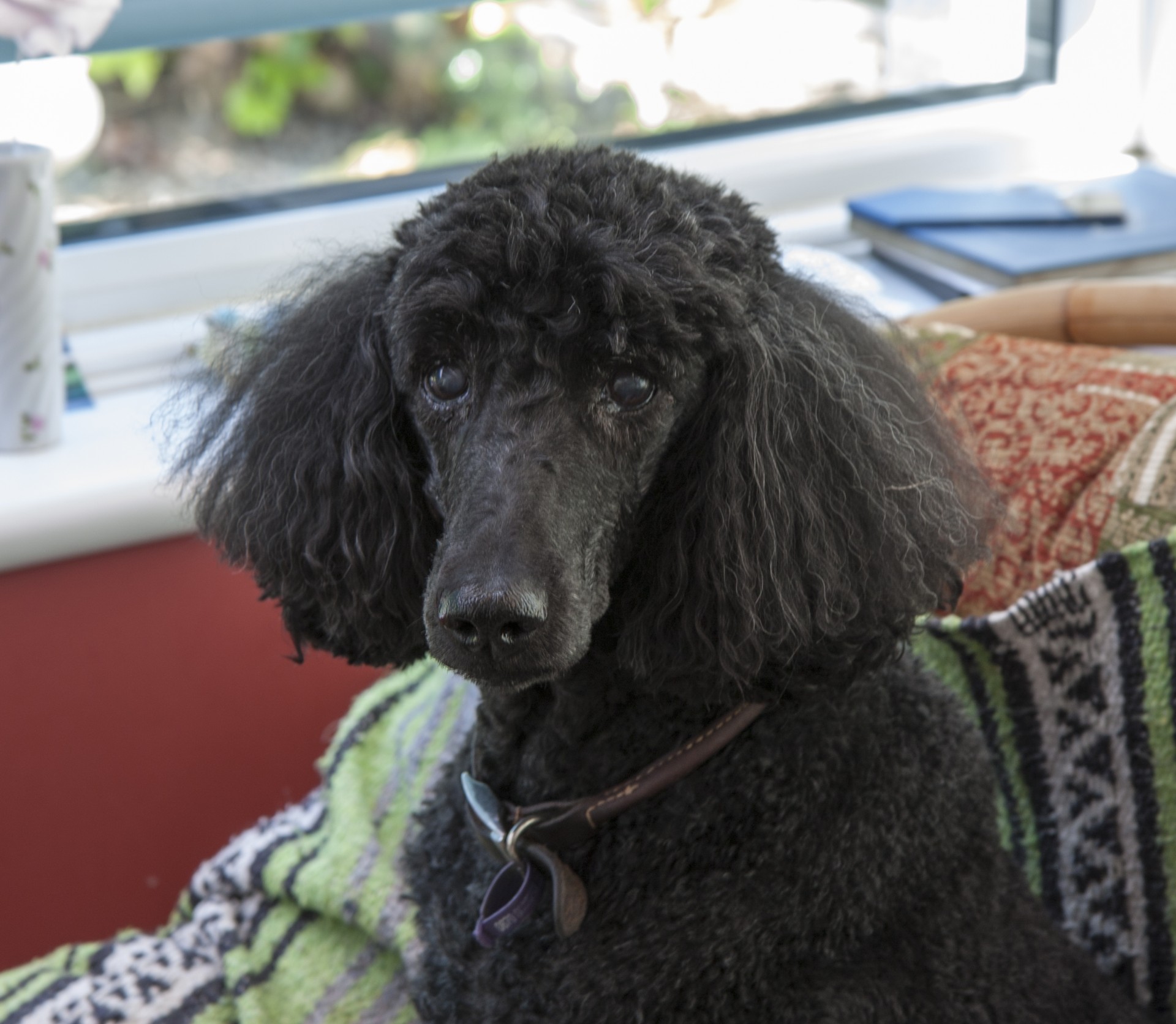 dog animal poodle free photo