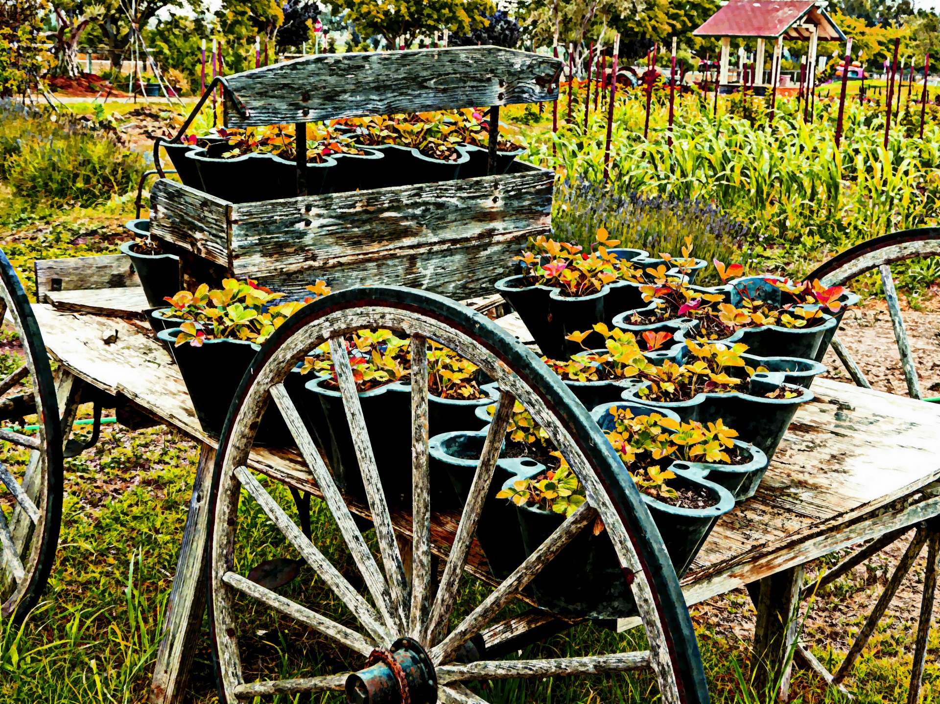 cart old vintage free photo