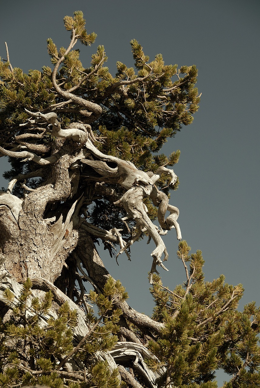 old growth forest dragon tree free photo