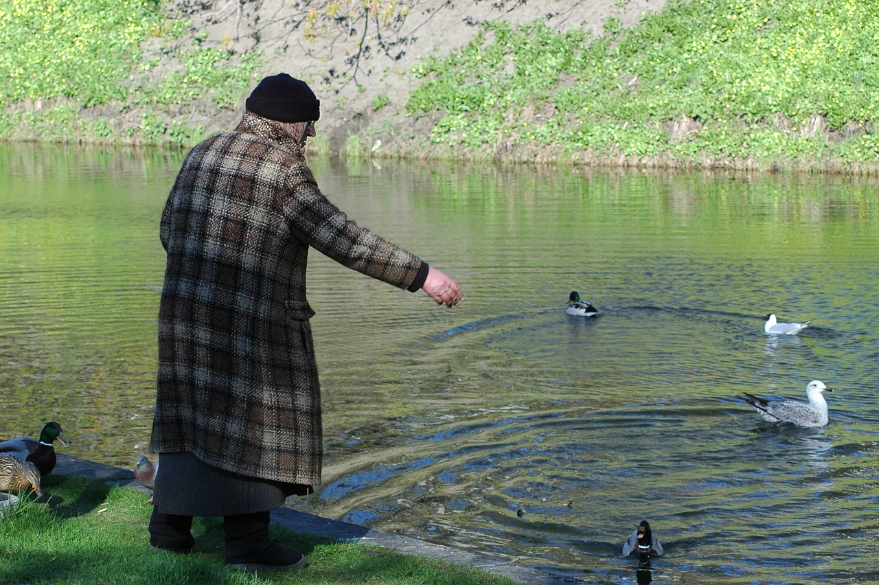 old lady feeding ducks senior citizen free photo
