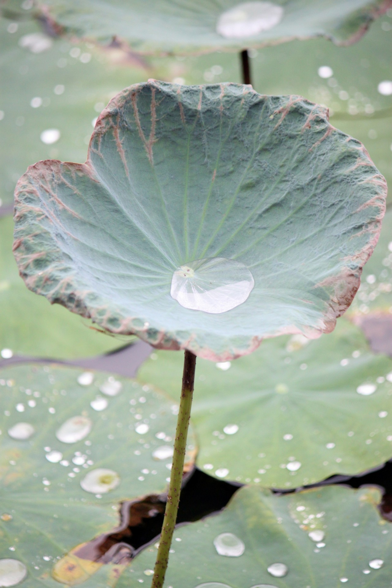 old lotus leaf free photo