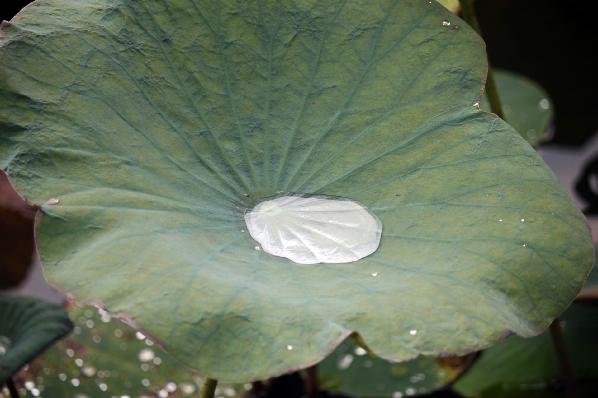 old lotus leaf free photo