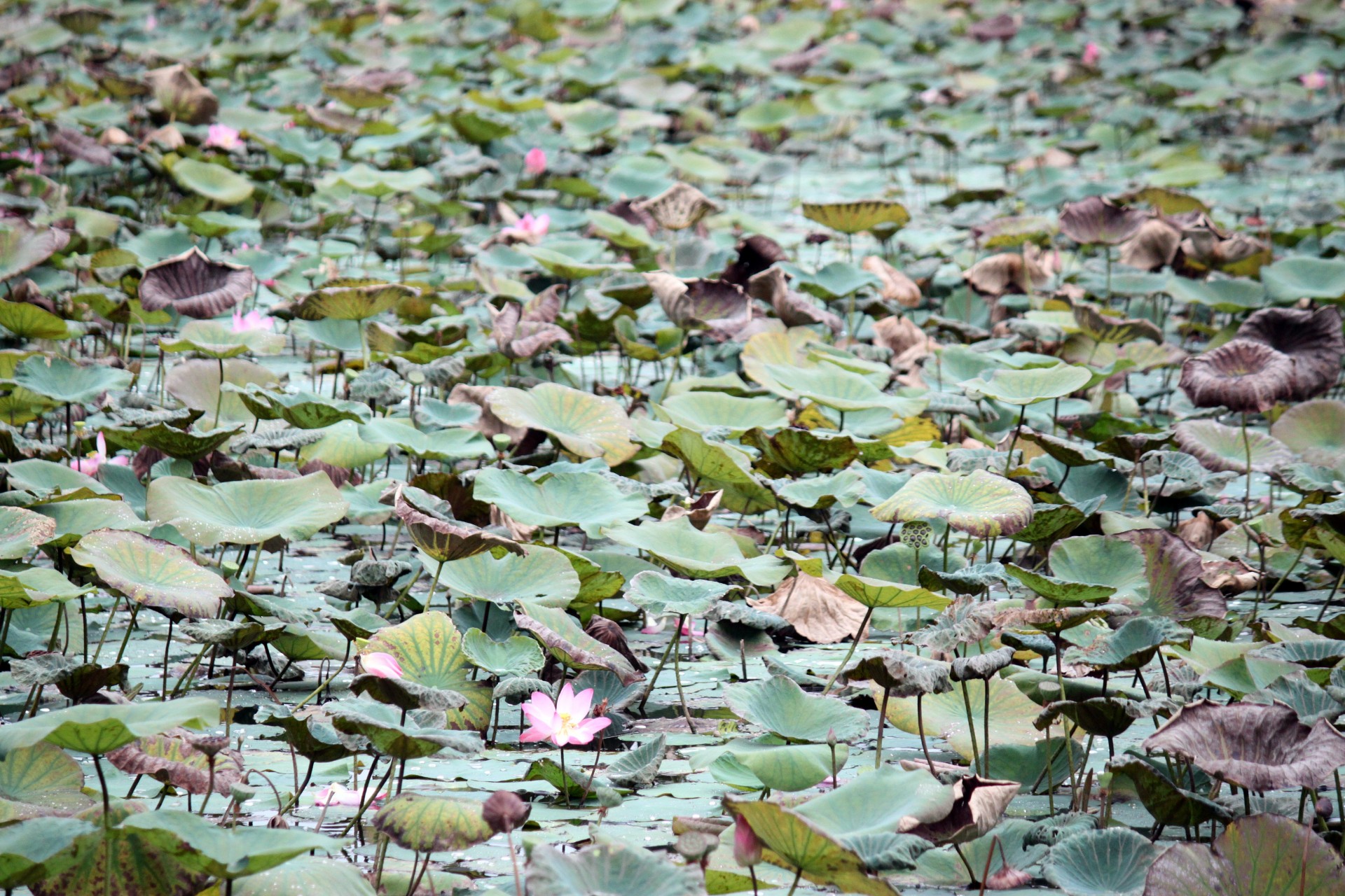 old lotus leaves  pond faded dying free photo