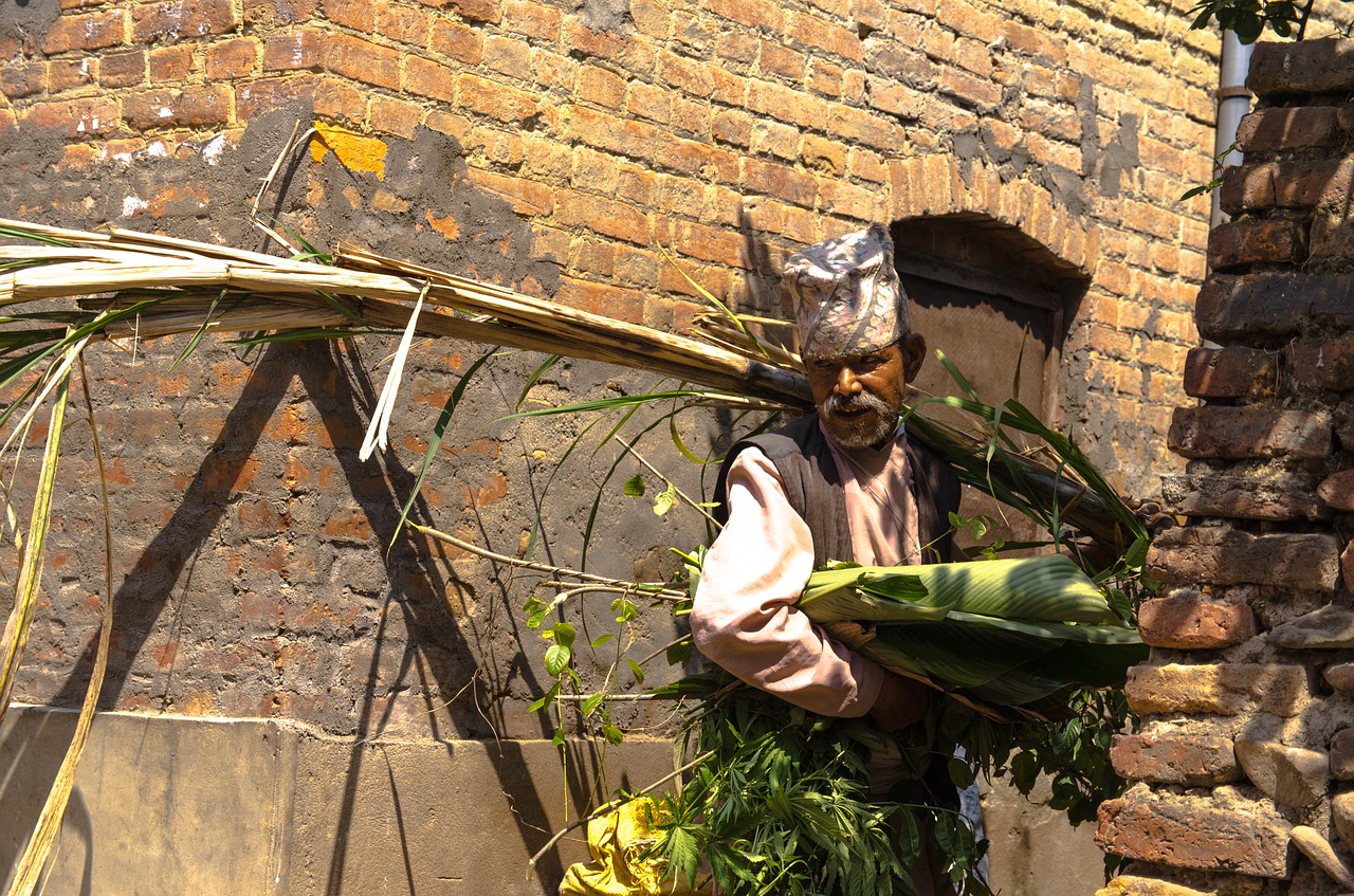 old man weed nepal free photo