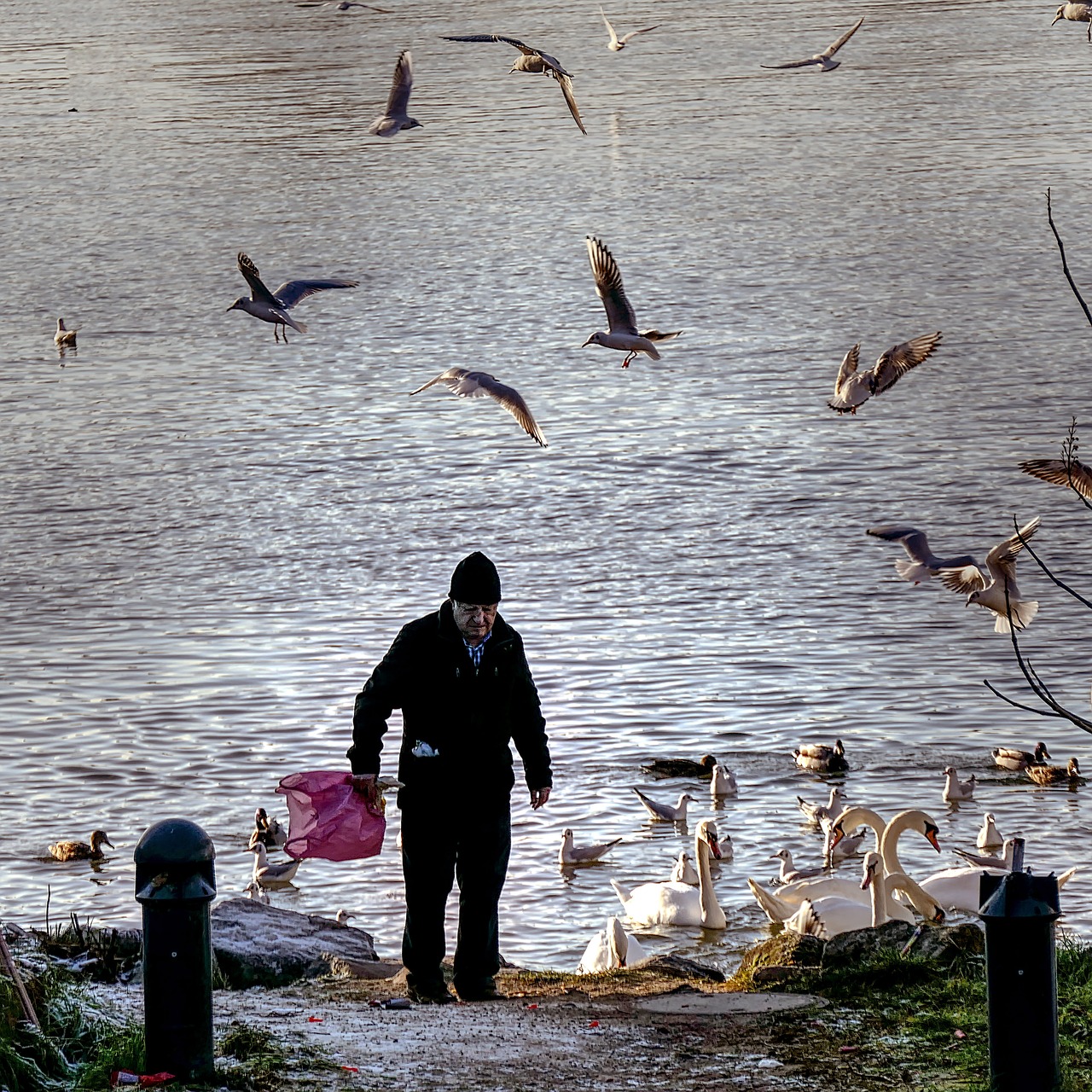 old man gulls rhine free photo