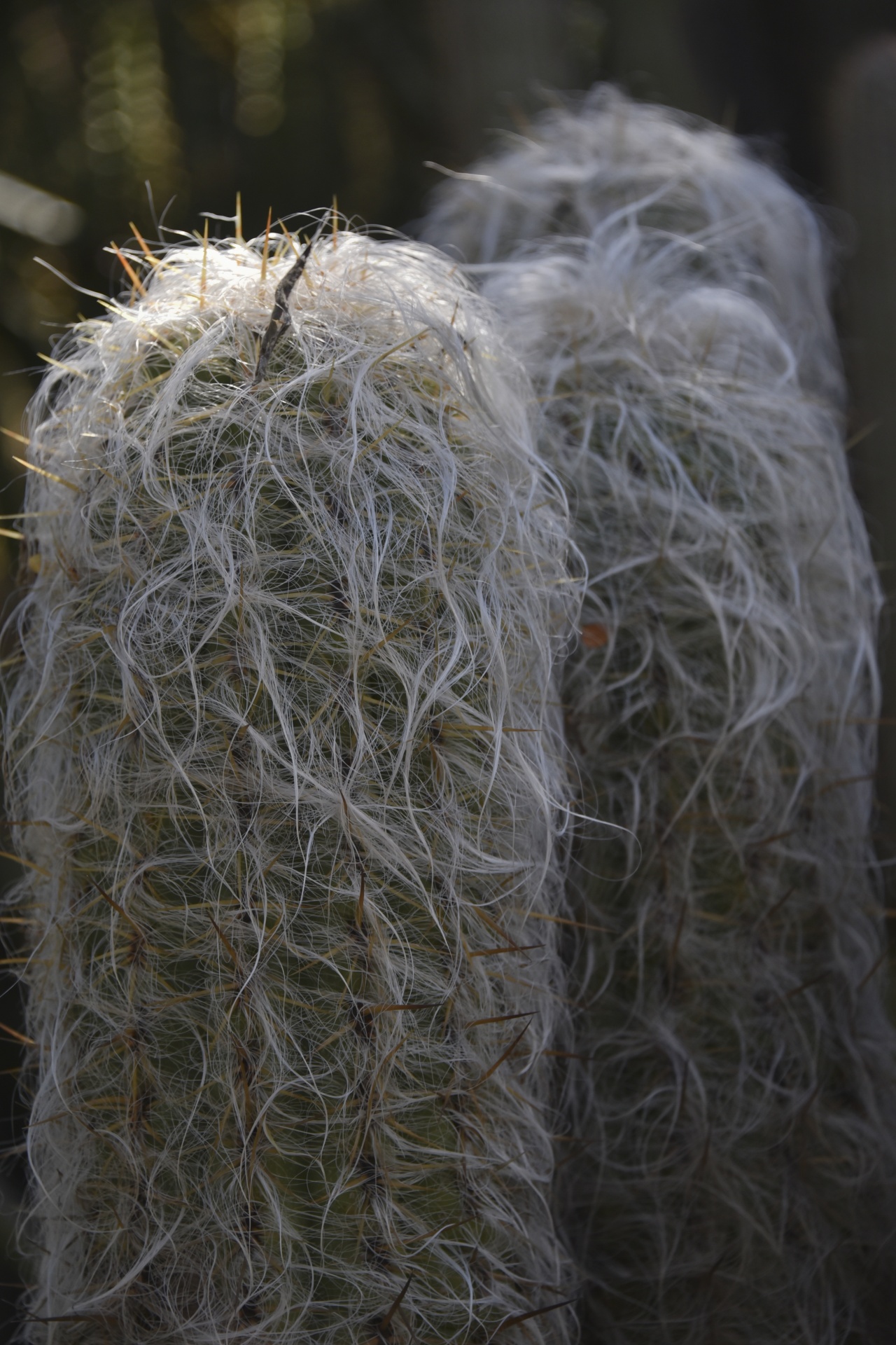 hairy cactus tall free photo