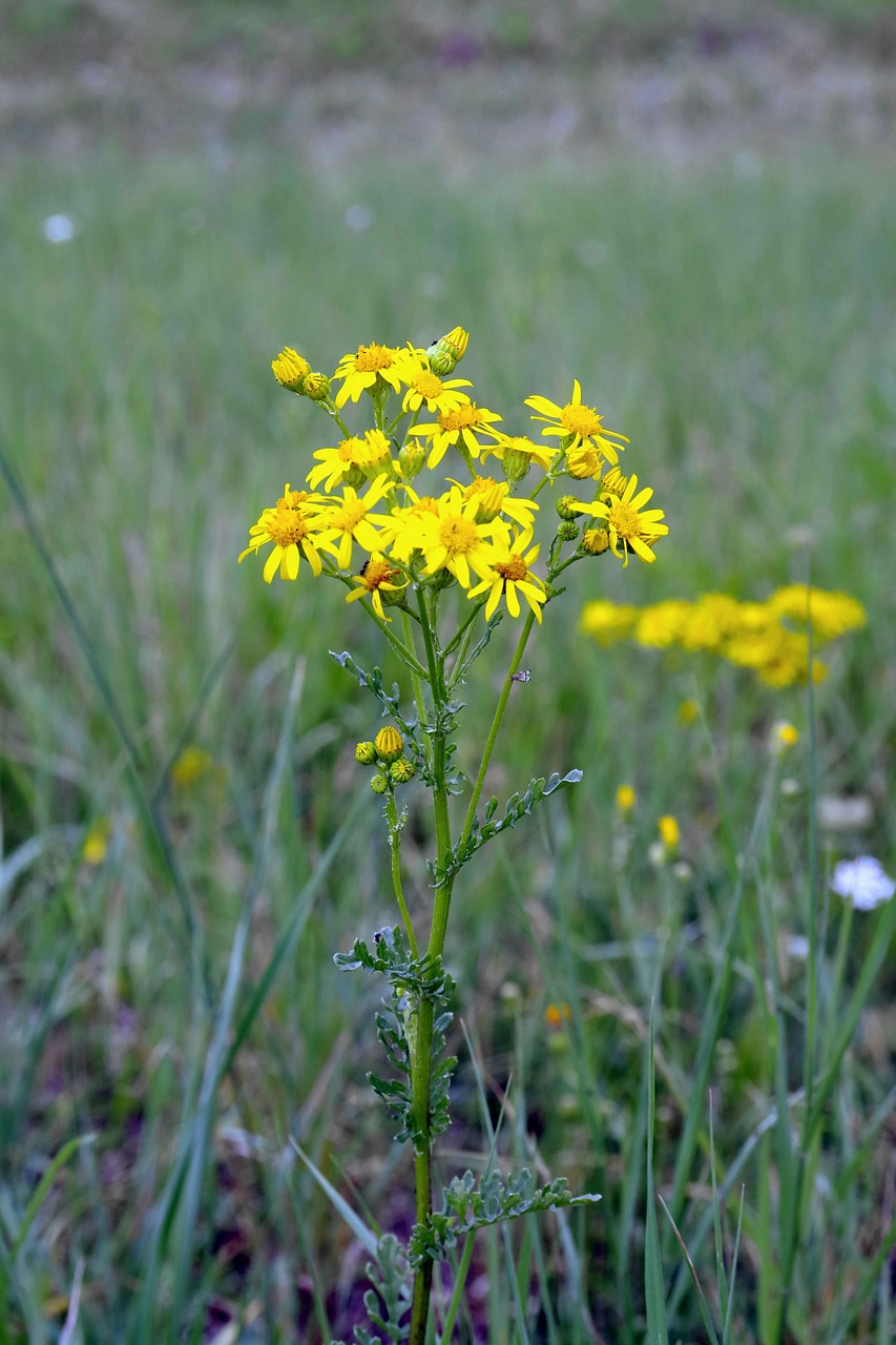 old man james herb yellow flowers free photo
