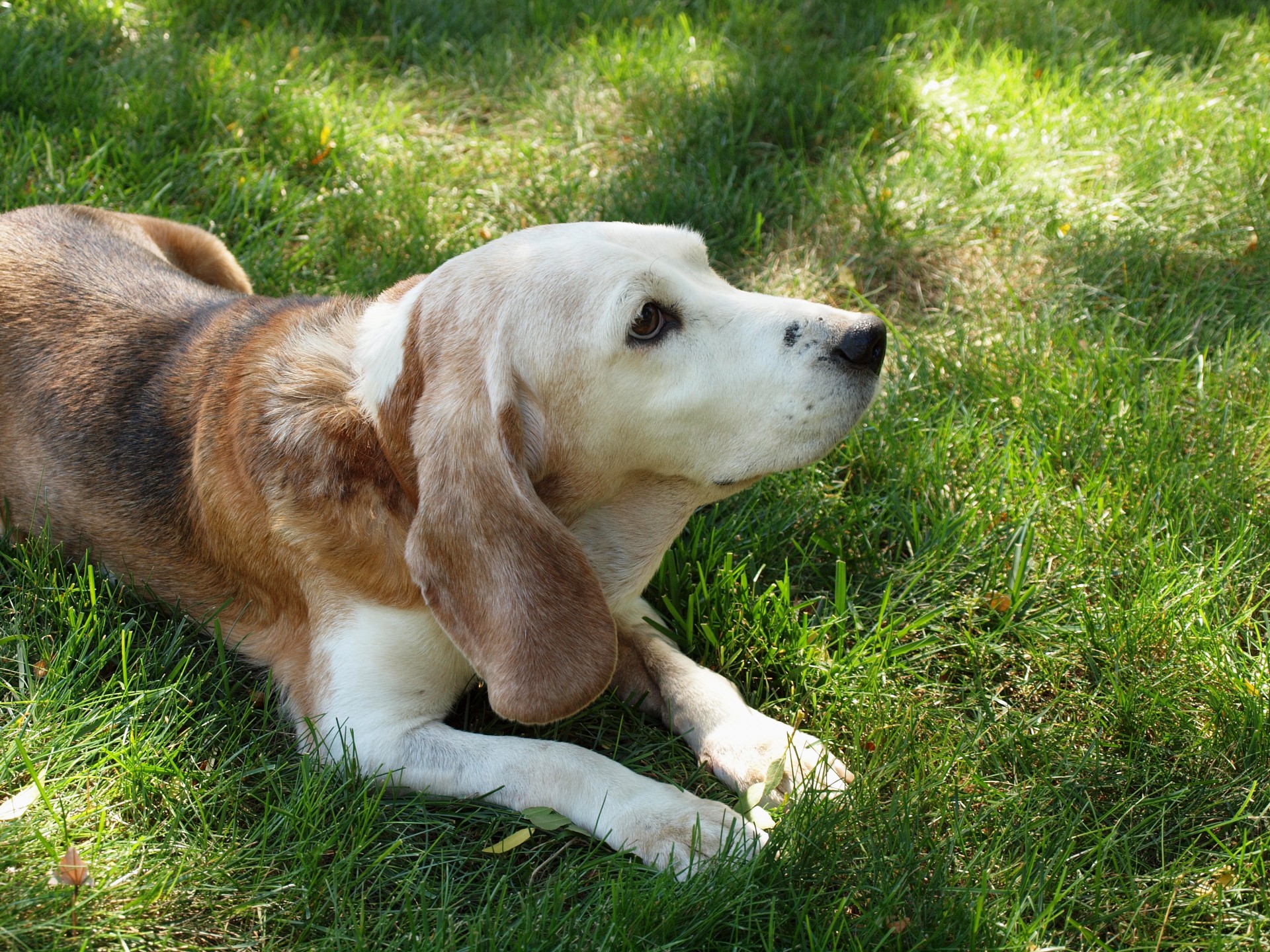dog beagle old free photo