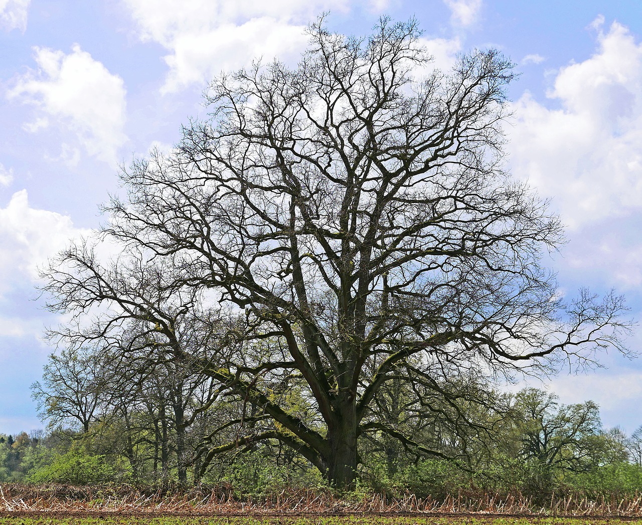 old oak  solitaire  wood free photo