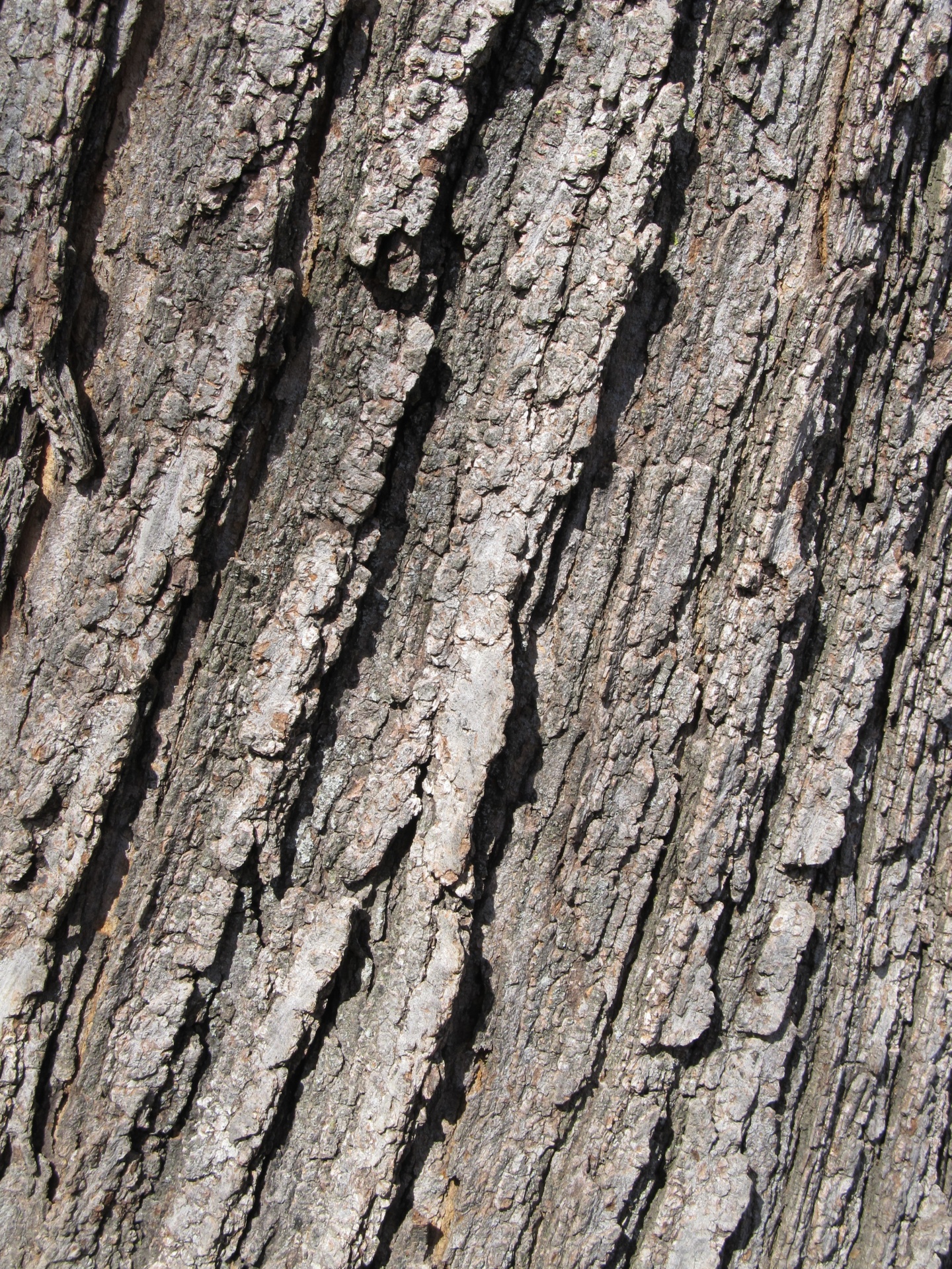 bark tree oak free photo