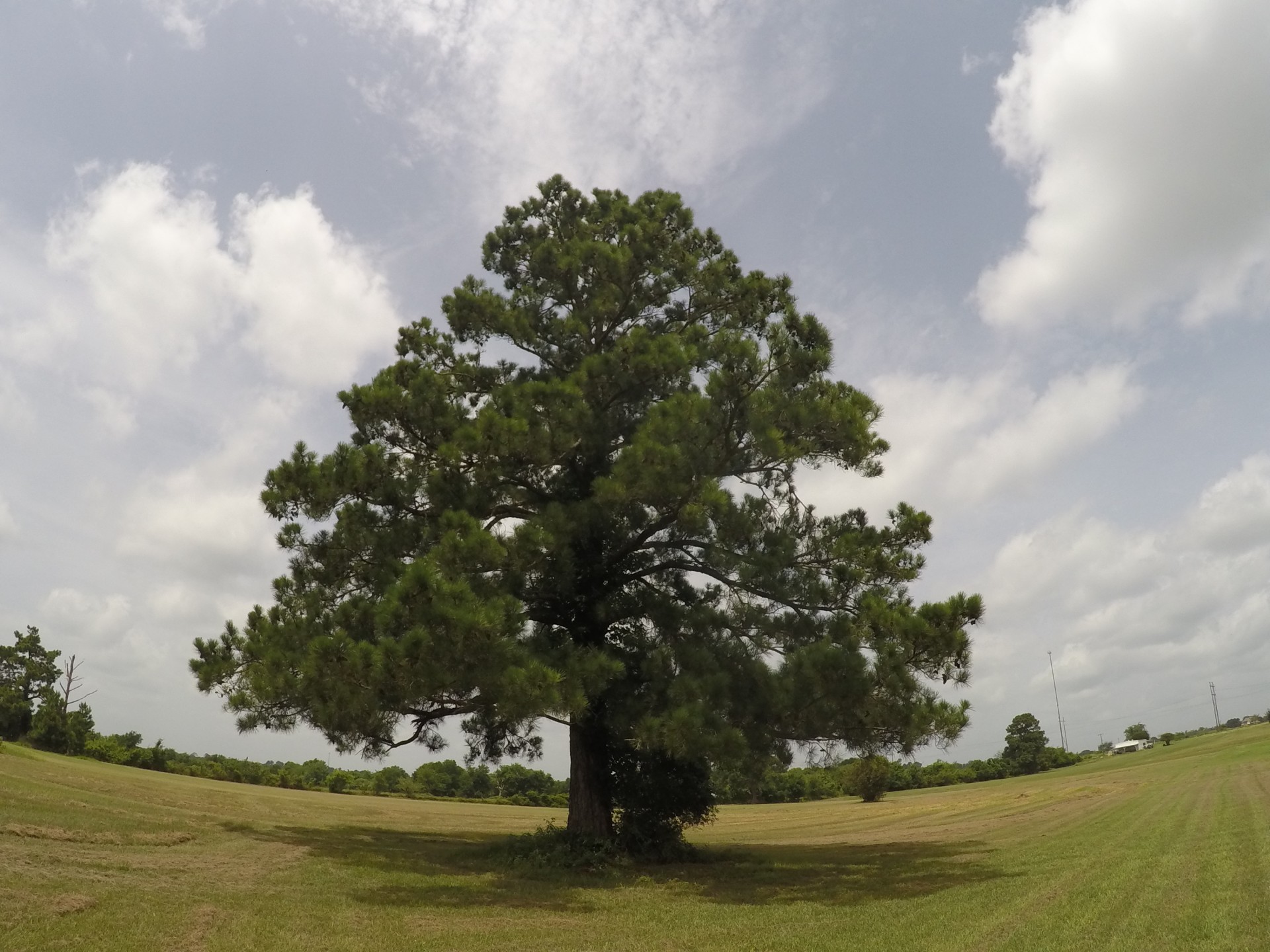 tree oak tree sky free photo