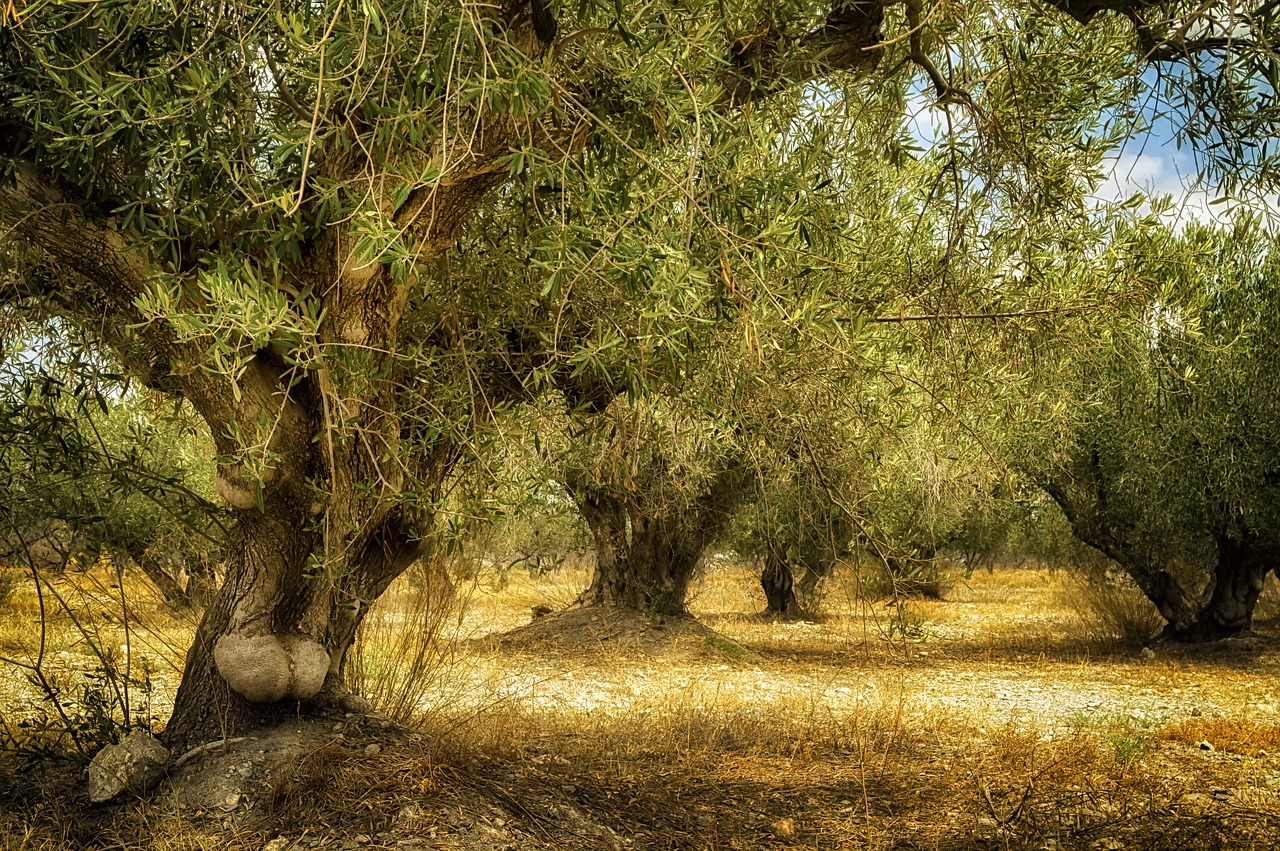 old olive tree  trunk old  olive free photo