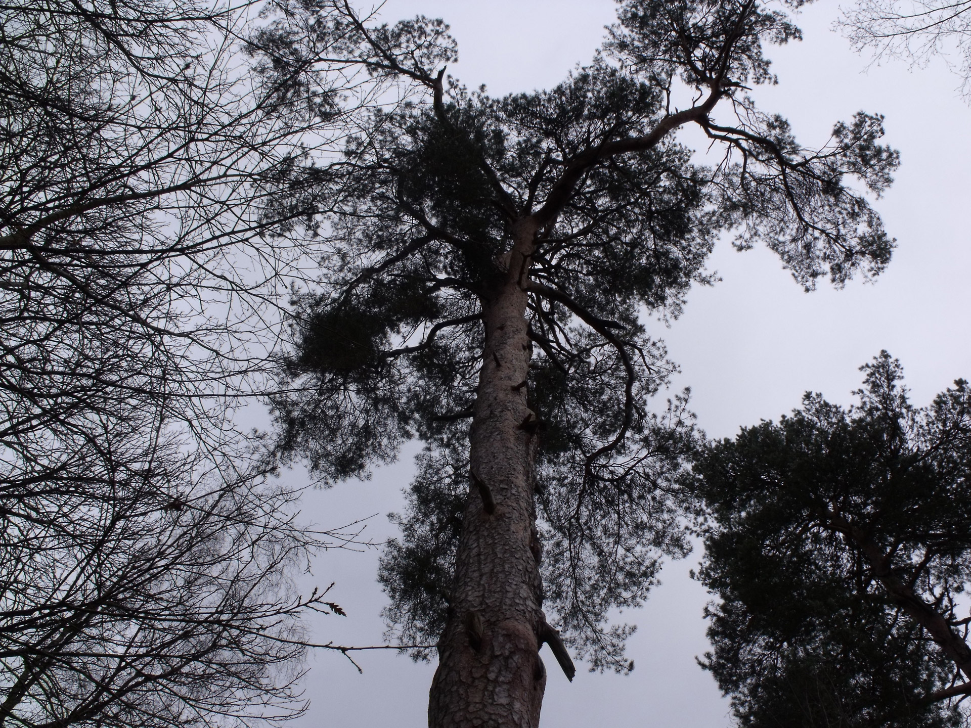 old pine tree botany woods free photo